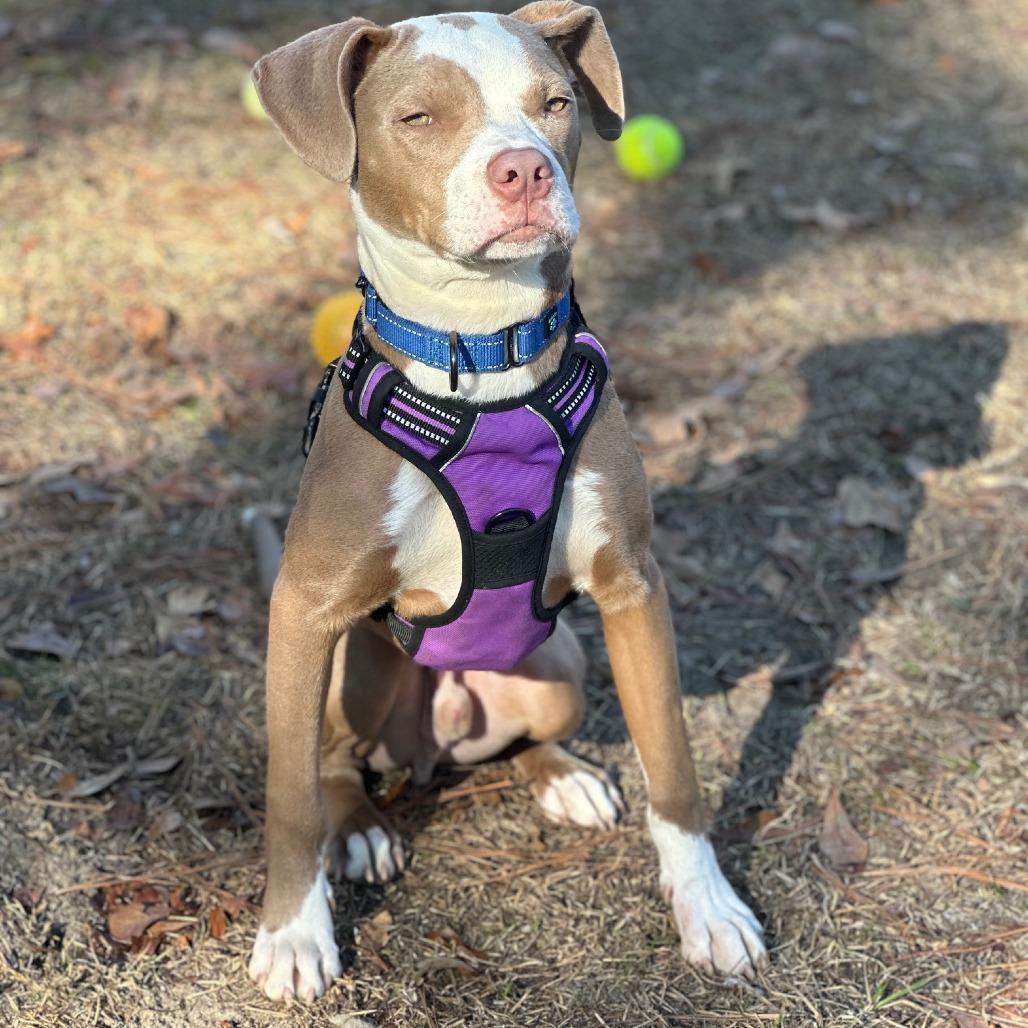 Enlarge Quiche, a Adoptable mixed breed in North Myrtle Beach, SC image 4/5