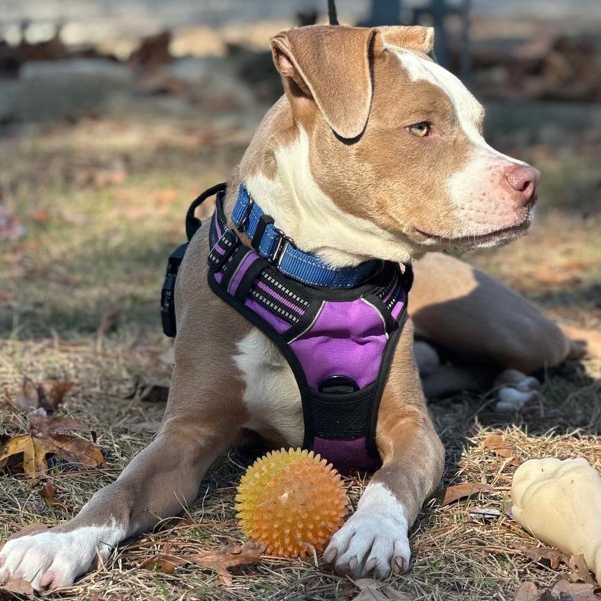 Enlarge Quiche, a Adoptable mixed breed in North Myrtle Beach, SC image 5/5