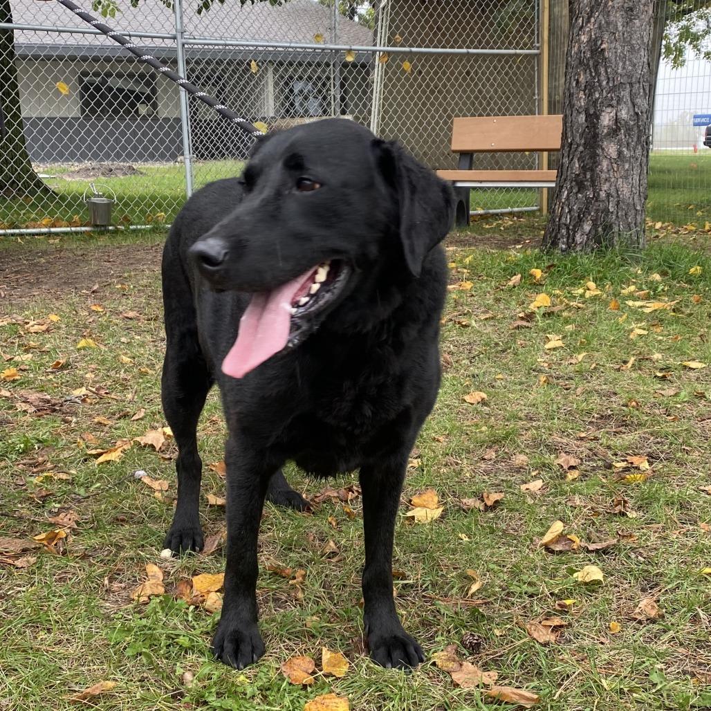Enlarge Blaze, a Adoptable mixed breed in Wadena, MN image 1/2