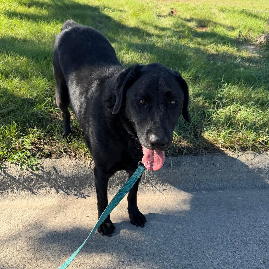 Enlarge Blaze, a Adoptable mixed breed in Wadena, MN image 2/2