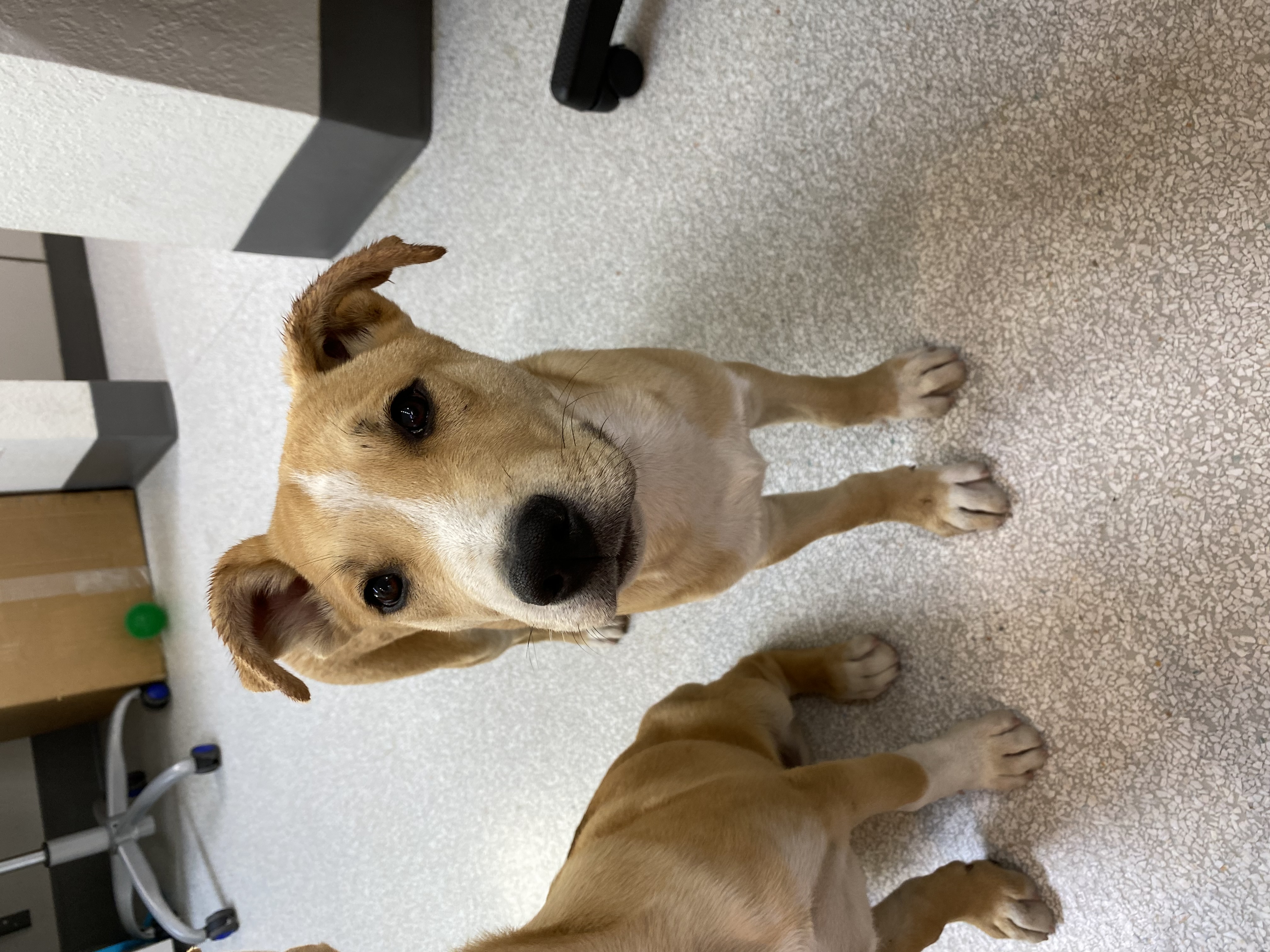 Buddy, an adoptable Pit Bull Terrier, Husky in Pasco, WA, 99301 | Photo Image 3