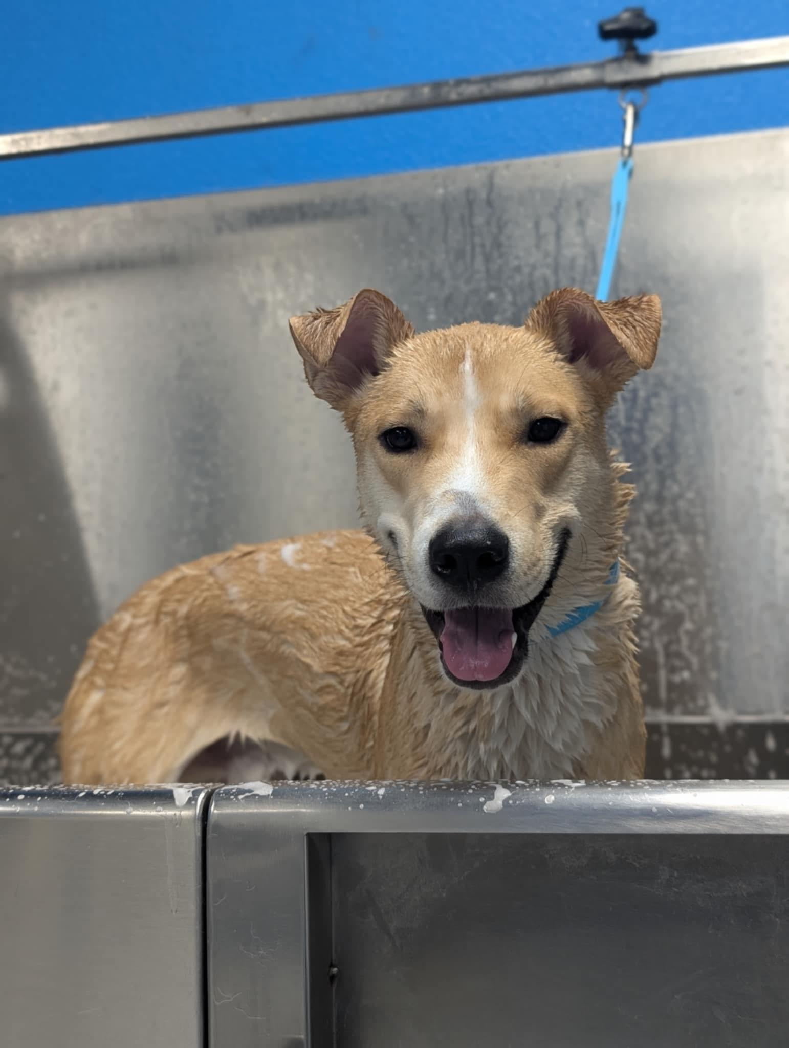 Buddy, an adoptable Pit Bull Terrier, Husky in Pasco, WA, 99301 | Photo Image 4