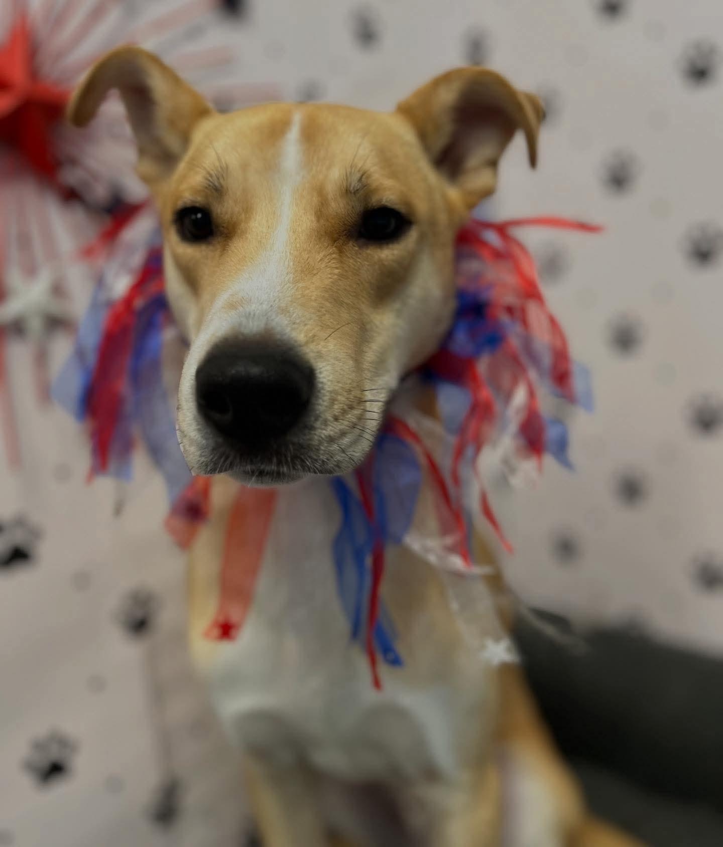 Buddy, an adoptable Pit Bull Terrier, Husky in Pasco, WA, 99301 | Photo Image 1