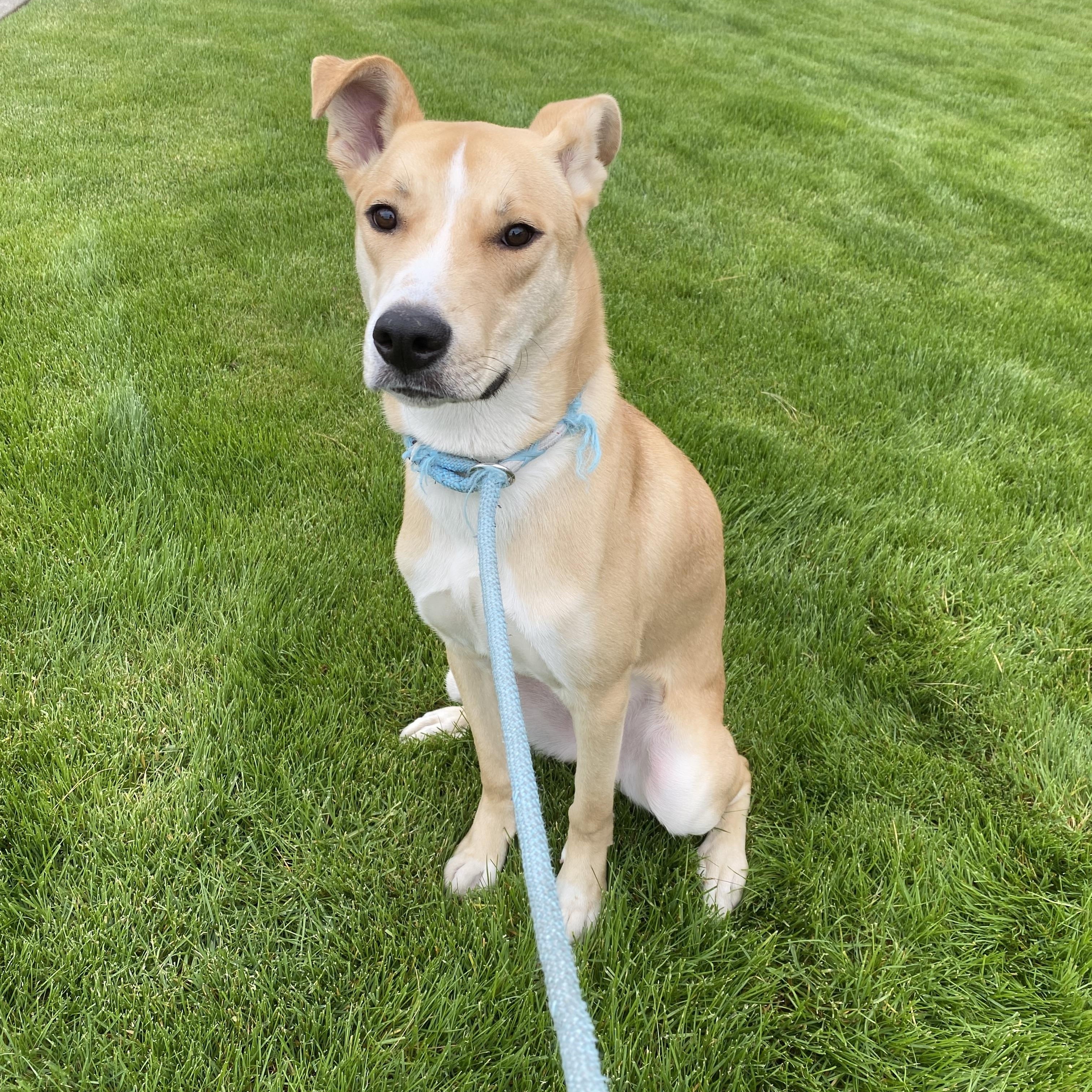 Buddy, an adoptable Pit Bull Terrier, Husky in Pasco, WA, 99301 | Photo Image 2