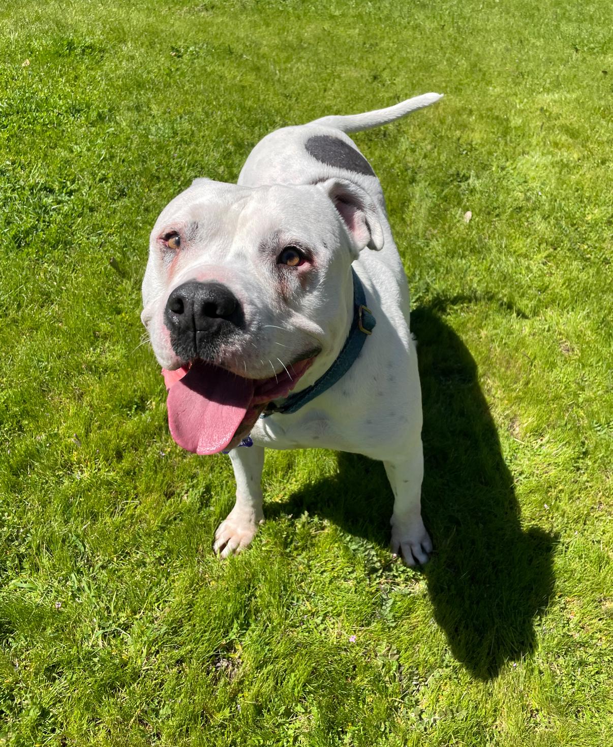 Enlarge Comet, a Adoptable mixed breed in Sacramento, CA image 6/6