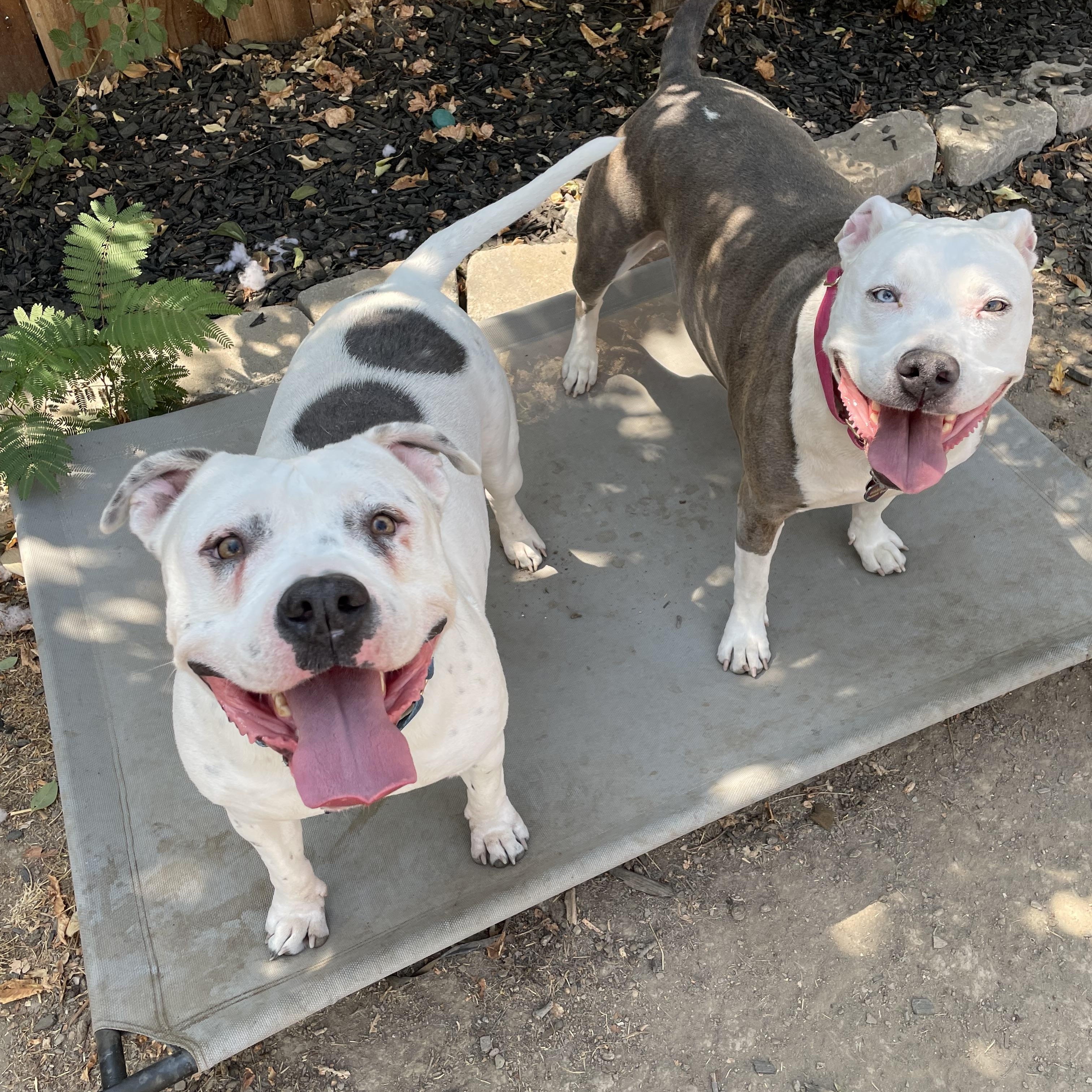 Enlarge Comet, a Adoptable mixed breed in Sacramento, CA image 2/6