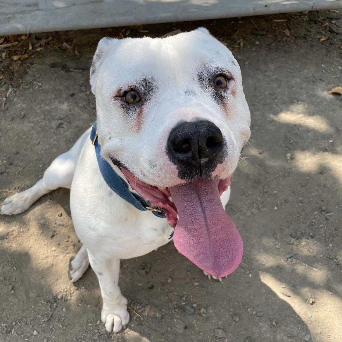 Enlarge Comet, a Adoptable mixed breed in Sacramento, CA image 5/6