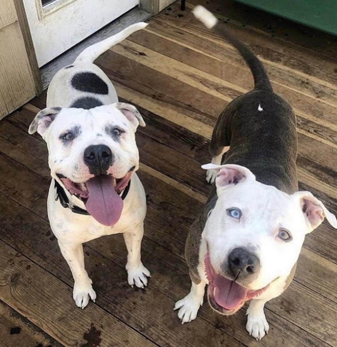 Enlarge Comet, a Adoptable mixed breed in Sacramento, CA image 4/6