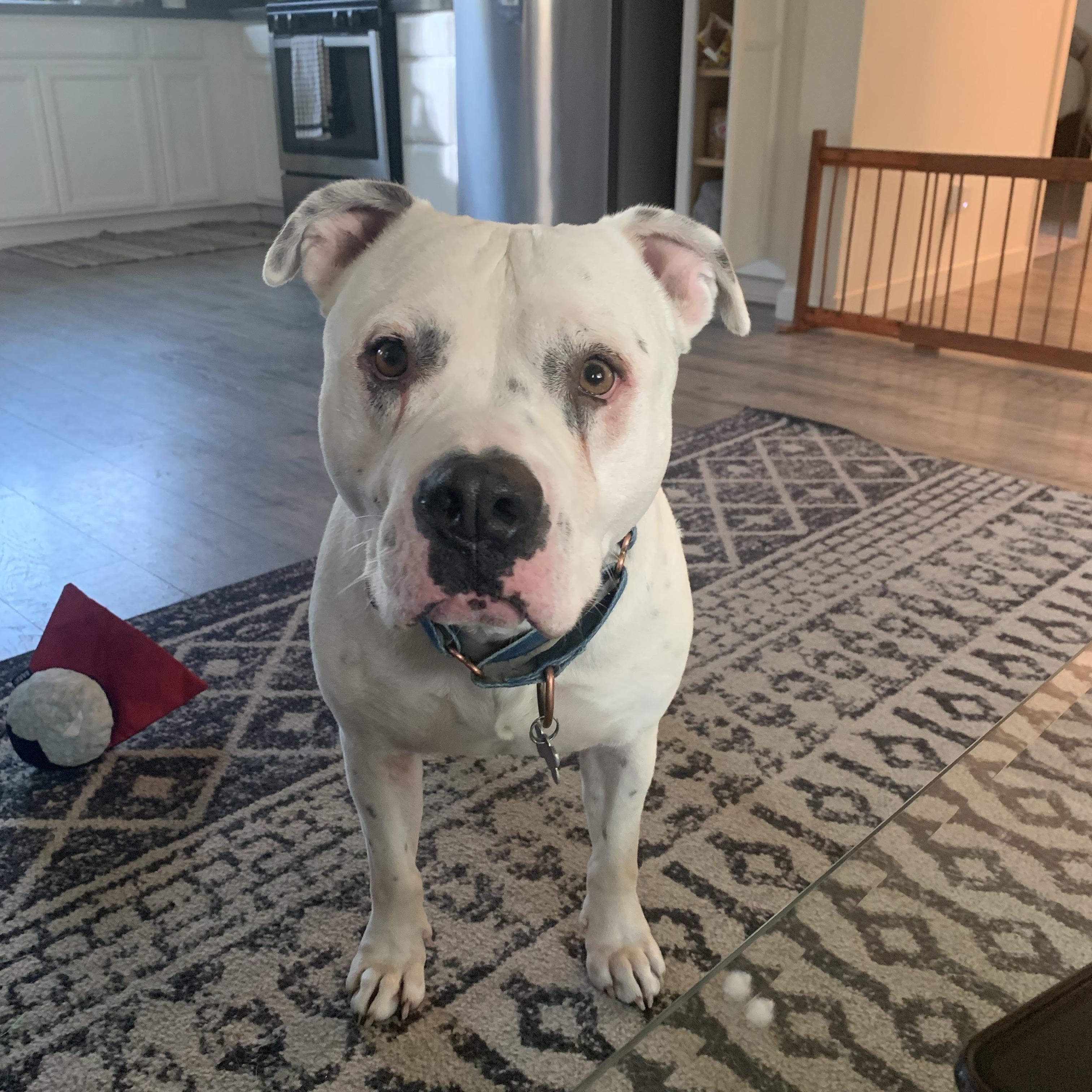 Enlarge Comet, a Adoptable mixed breed in Sacramento, CA image 3/6