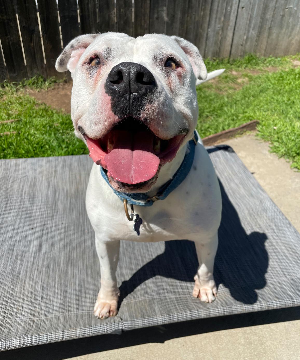 Comet, Adoptable, Adult Male Pit Bull Terrier.