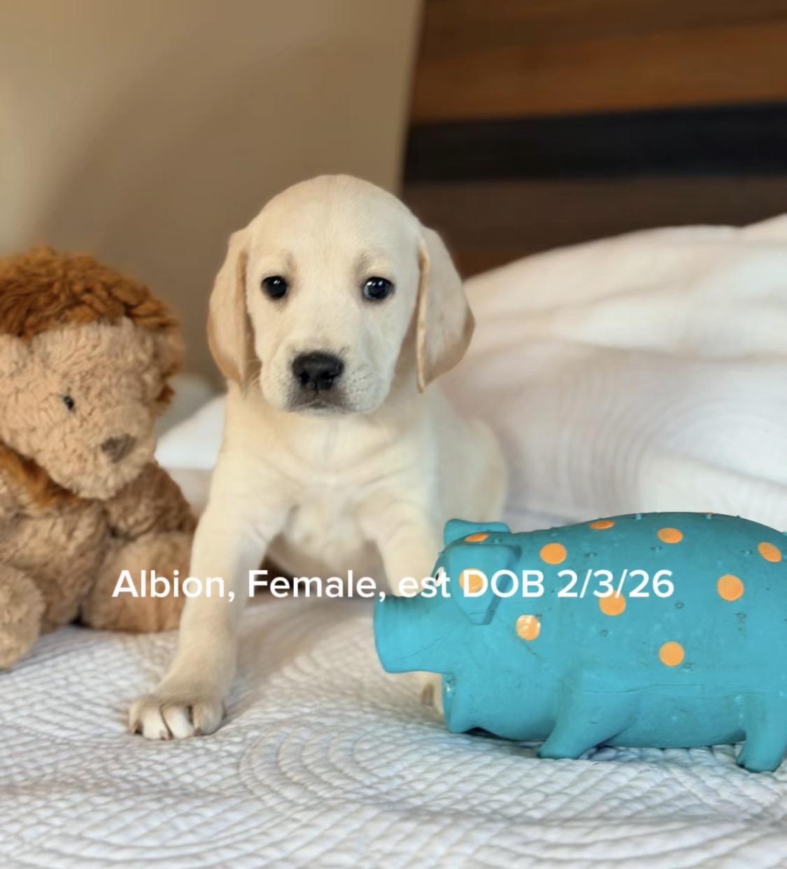 Enlarge Albion, an adopted mixed breed in Essex, CT image 1/1