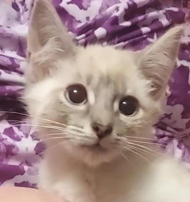 Moana, Adopted, Young Female Domestic Medium Hair & Siamese.