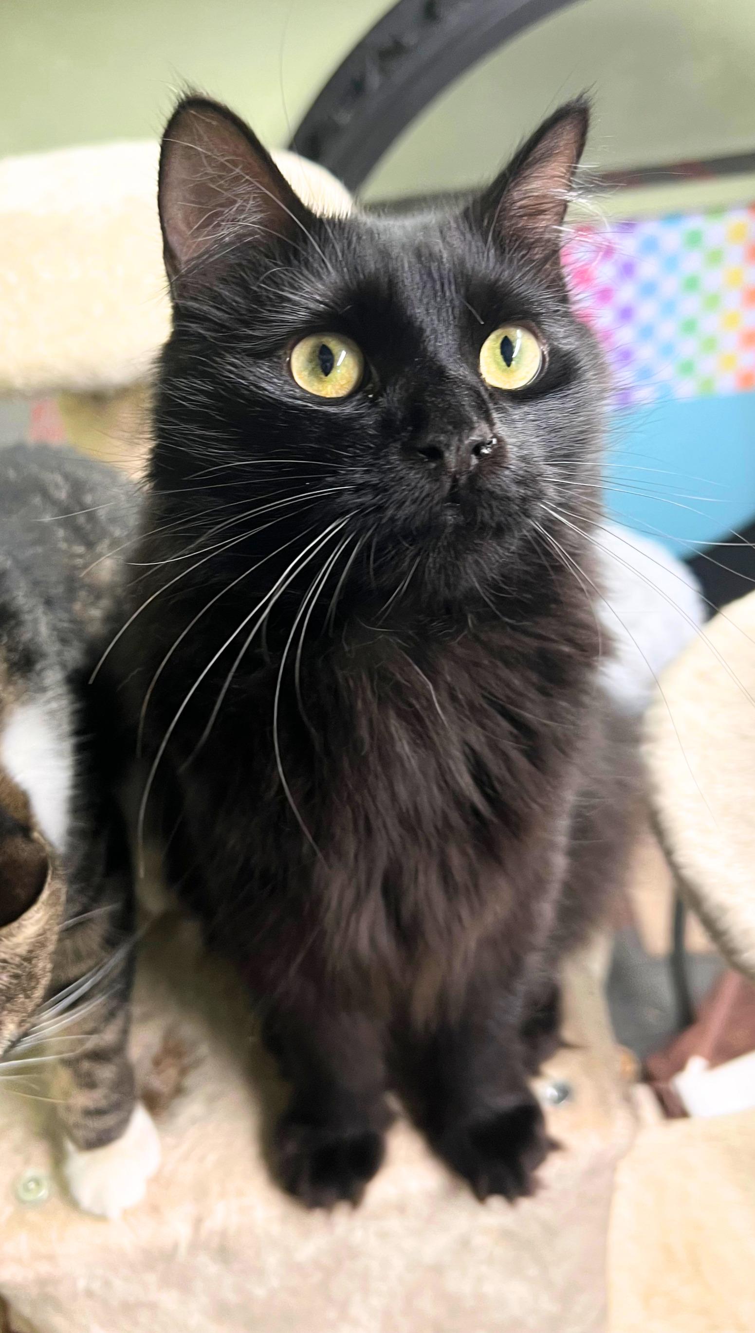 Meet Houdini the handsome magical boy, Adoptable, Kitten Male Ragdoll & British Longhair.