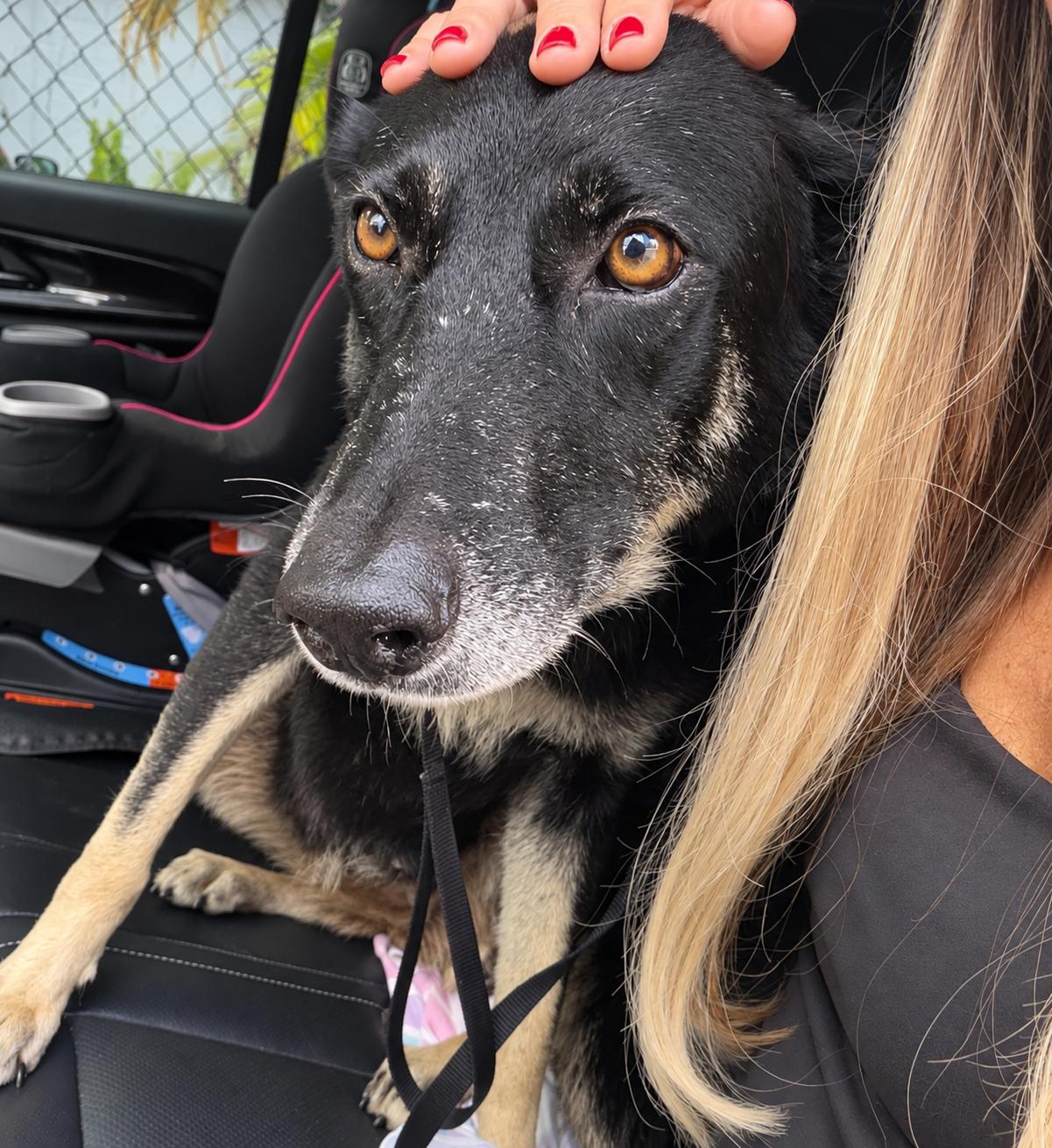 Enlarge Willow - Sweet & Mellow, a Adoptable mixed breed in BAYONNE, NJ image 3/6