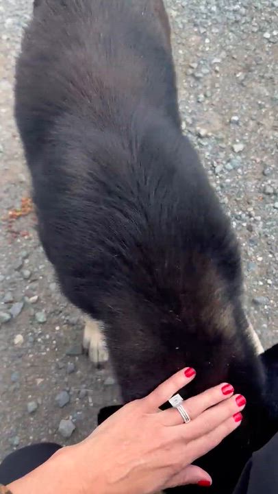 Enlarge Willow - Sweet & Mellow, a Adoptable mixed breed in BAYONNE, NJ video 6/6