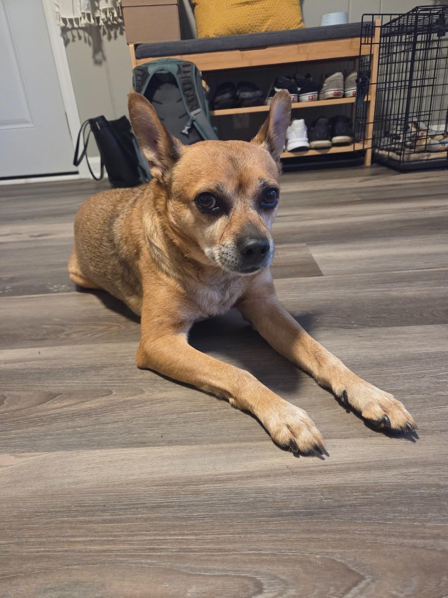 Enlarge SNOOP 375, a Adoptable mixed breed in Milwaukee, WI image 5/6