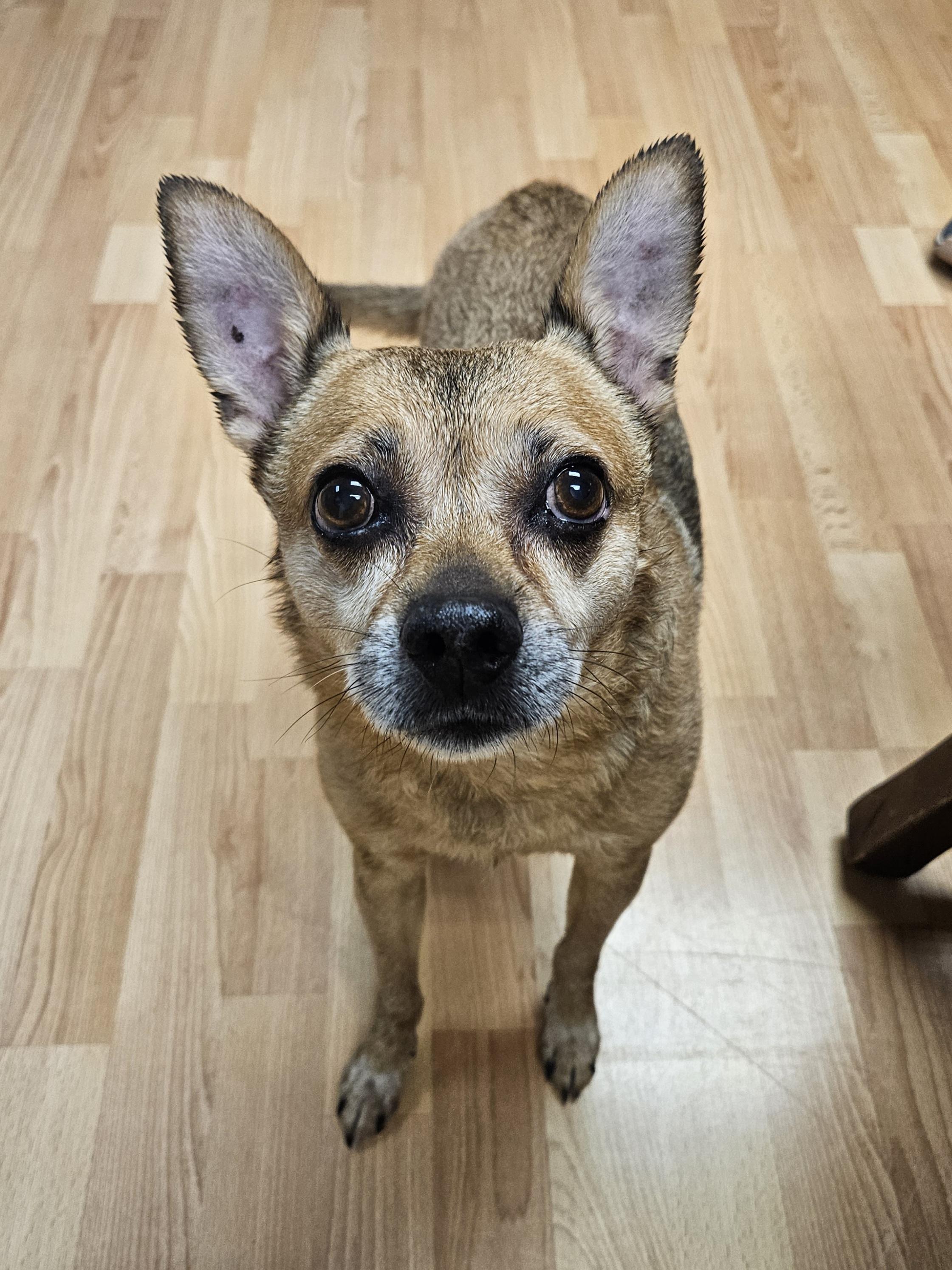 SNOOP 375, Adoptable, Adult Male Chihuahua.