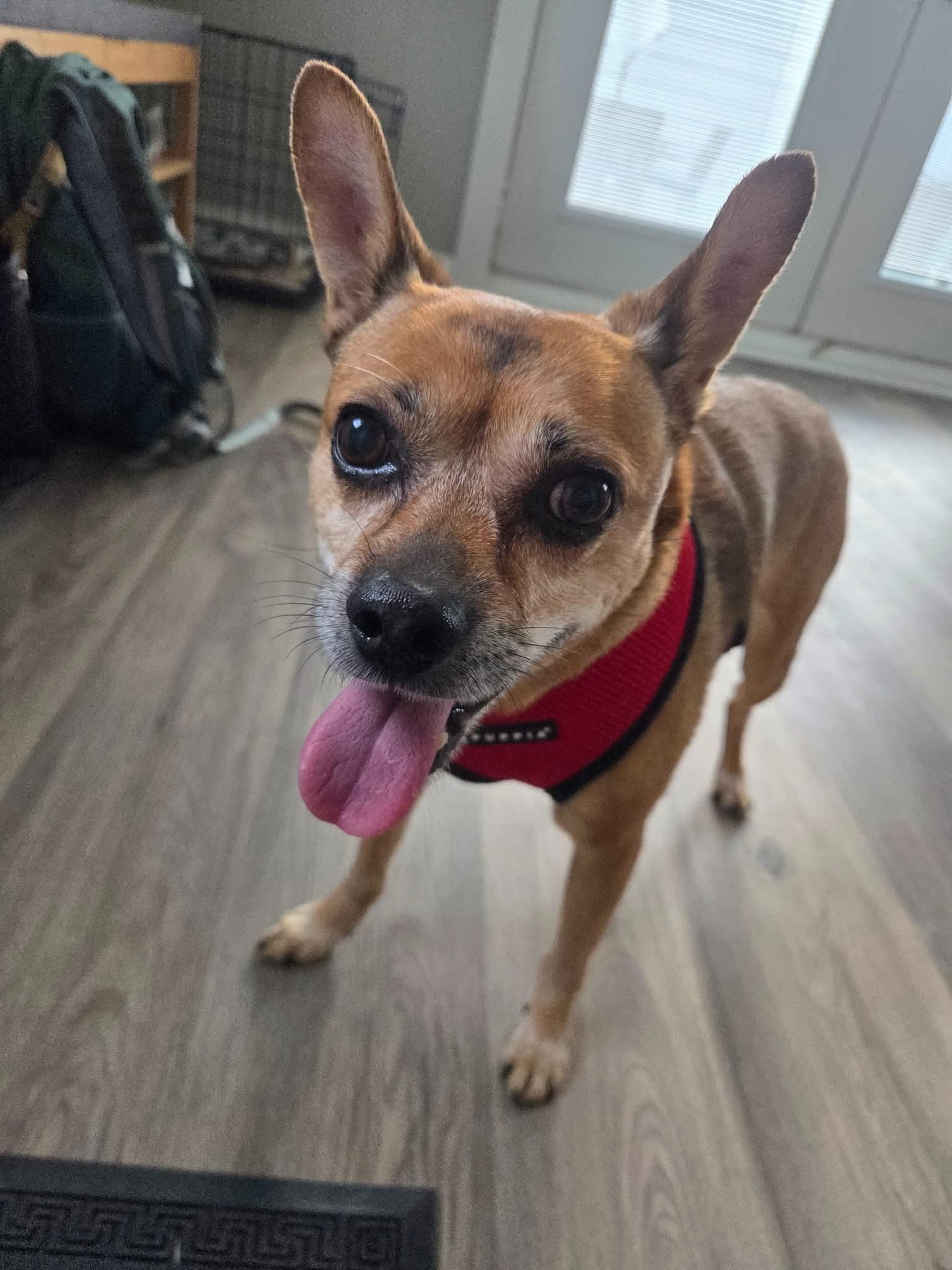 Enlarge SNOOP 375, a Adoptable mixed breed in Milwaukee, WI image 4/6