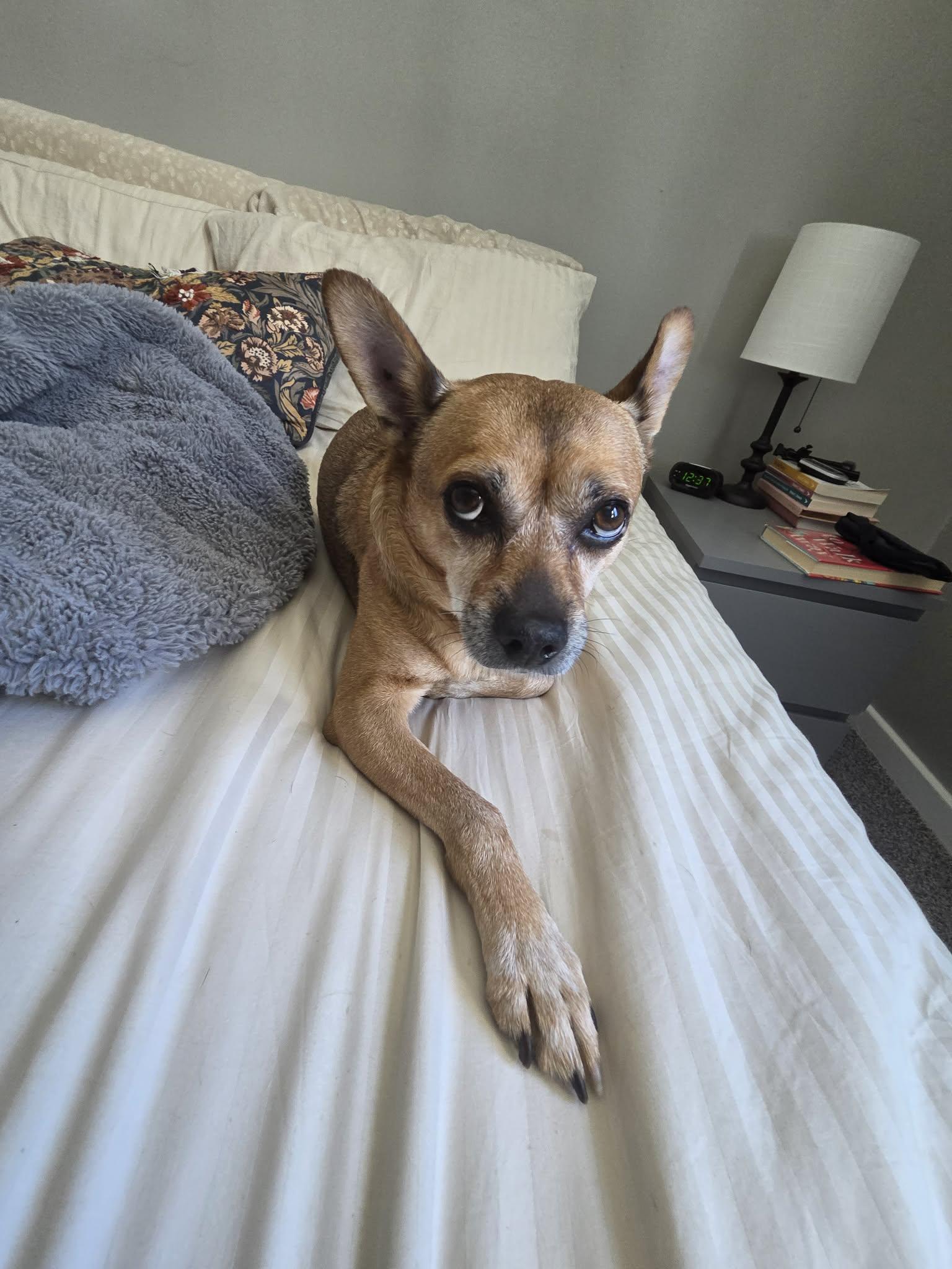 Enlarge SNOOP 375, a Adoptable mixed breed in Milwaukee, WI image 2/6