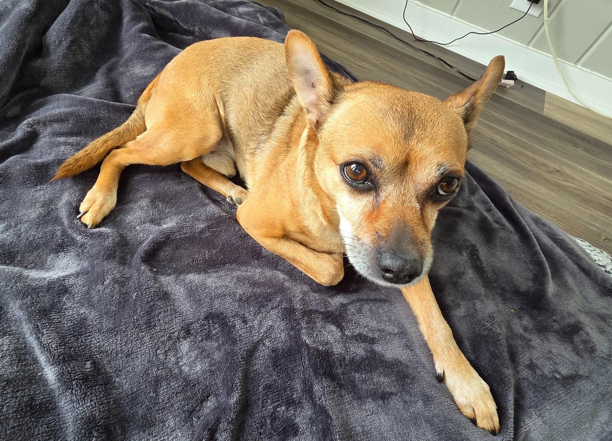 Enlarge SNOOP 375, a Adoptable mixed breed in Milwaukee, WI image 6/6