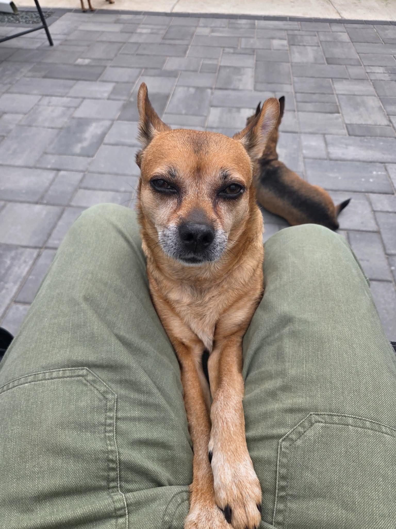 Enlarge SNOOP 375, a Adoptable mixed breed in Milwaukee, WI image 3/6