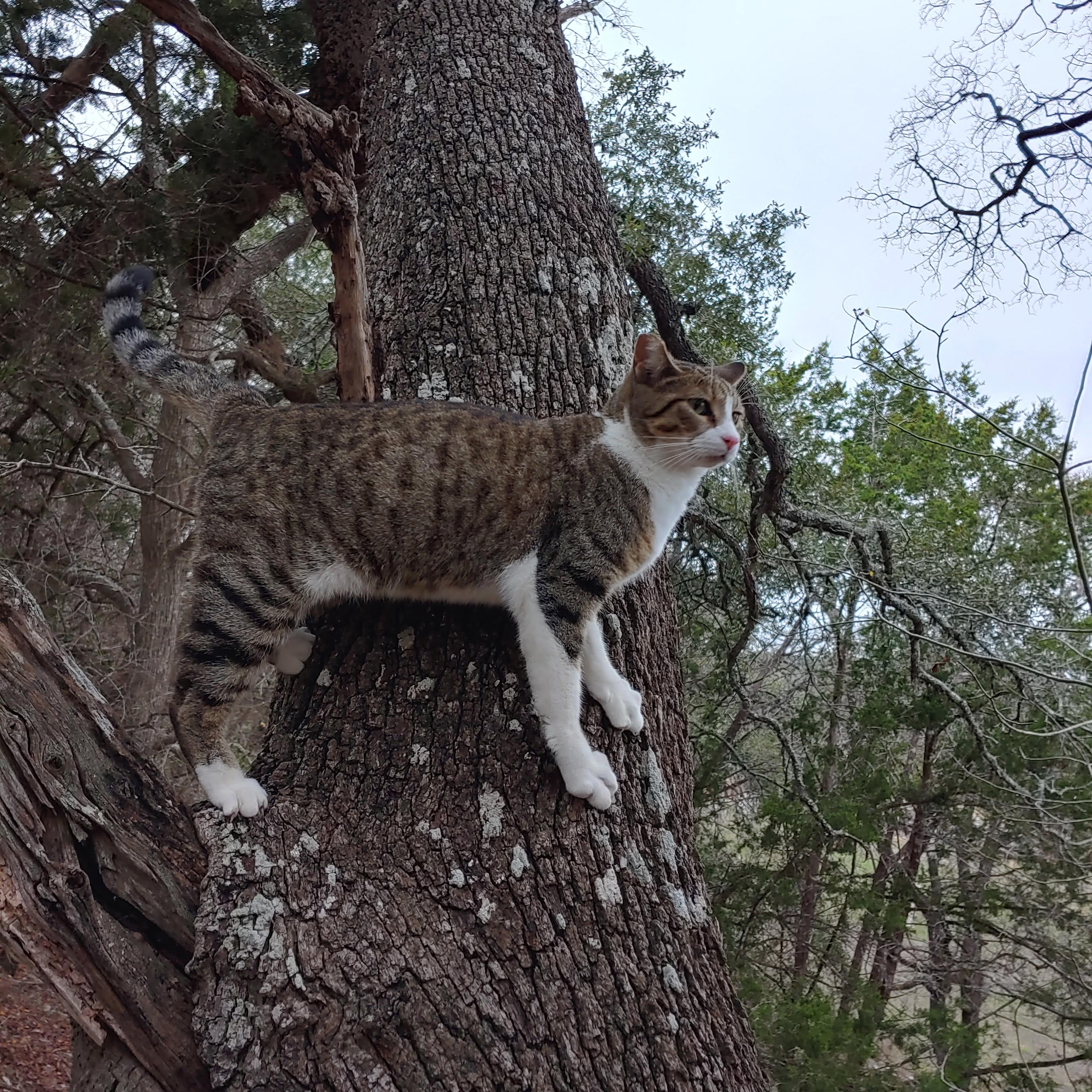 Enlarge Floyd, a Adoptable Domestic Short Hair in Fischer, TX image 3/3