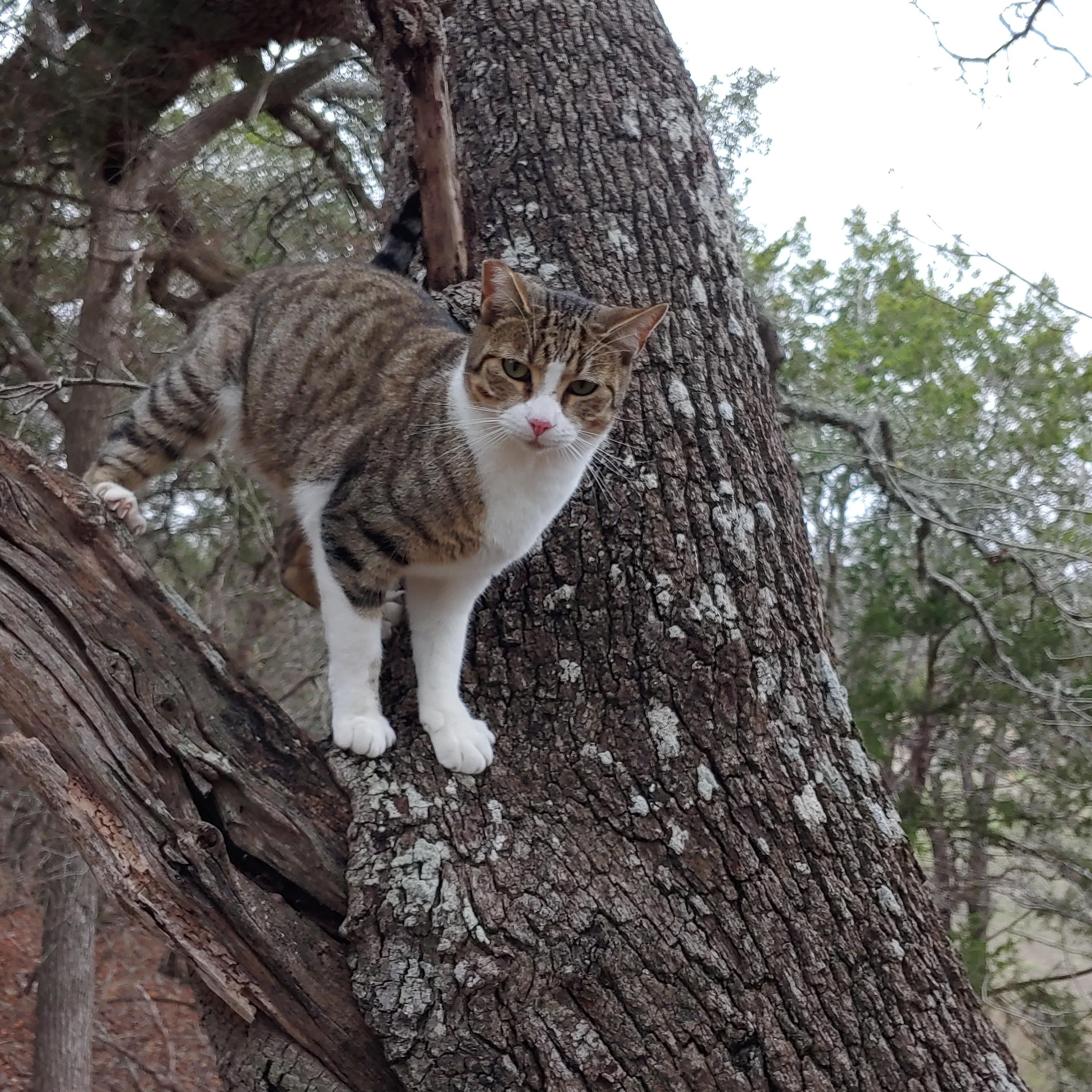 Enlarge Floyd, a Adoptable Domestic Short Hair in Fischer, TX image 2/3