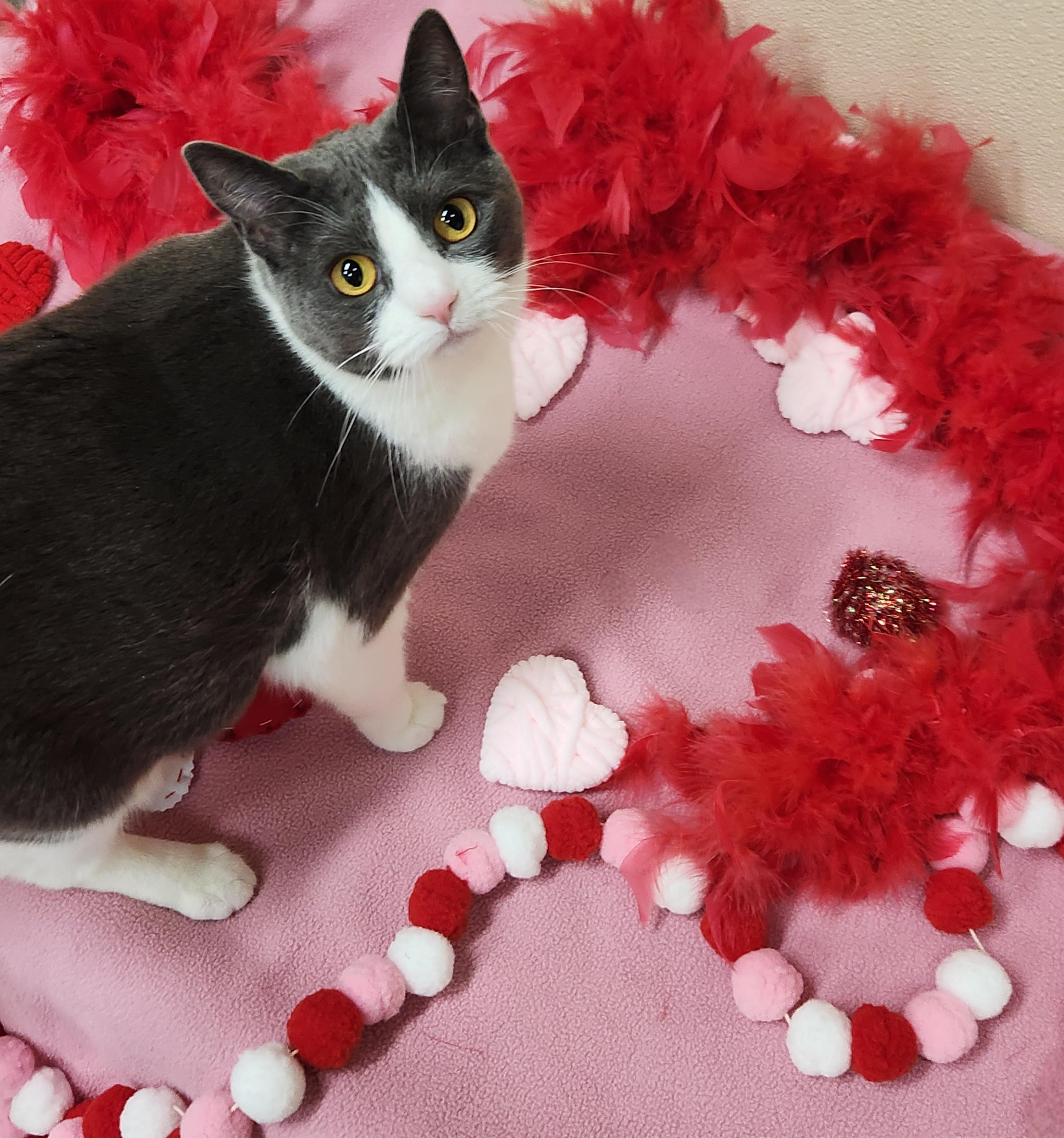 Kiwi, a ADOPTABLE Domestic Short Hair in Sewaren, NJ image 1/3