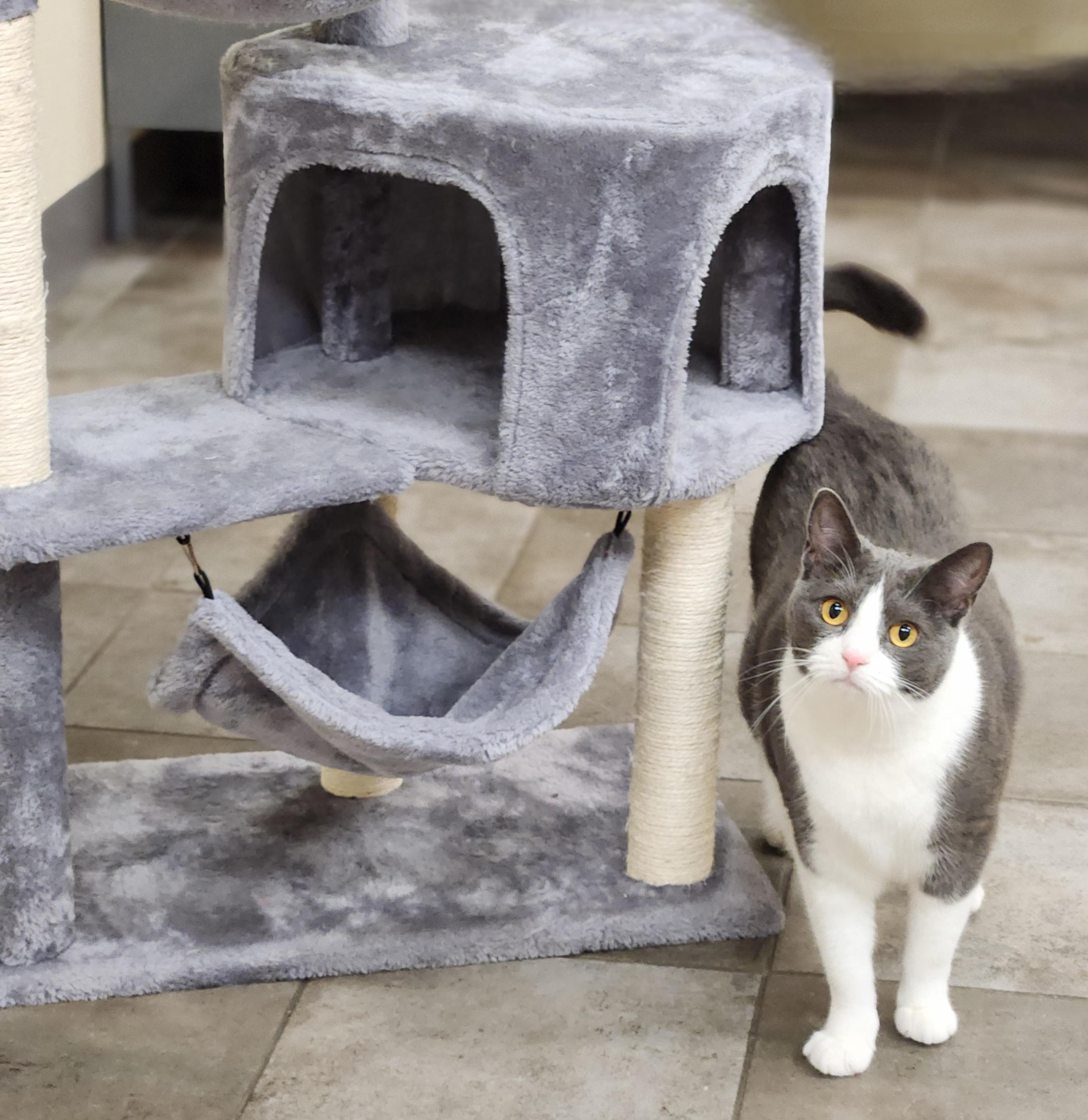 Kiwi, a ADOPTABLE Domestic Short Hair in Sewaren, NJ image 2/3