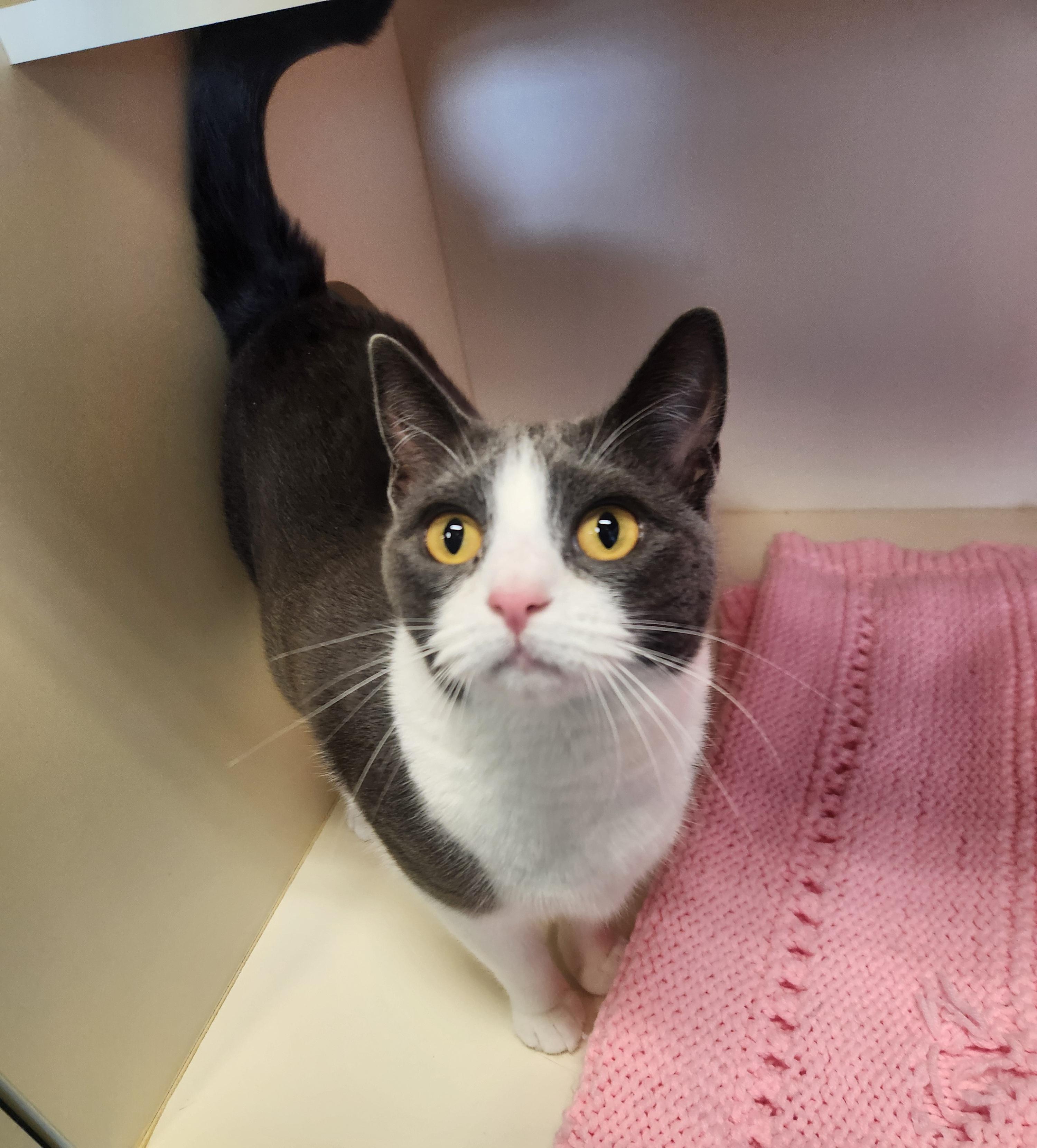 Kiwi, ADOPTABLE, Adult Female Domestic Short Hair.