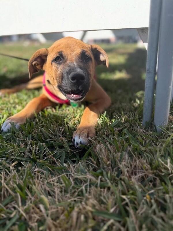 Cheerio — thumbnail 3