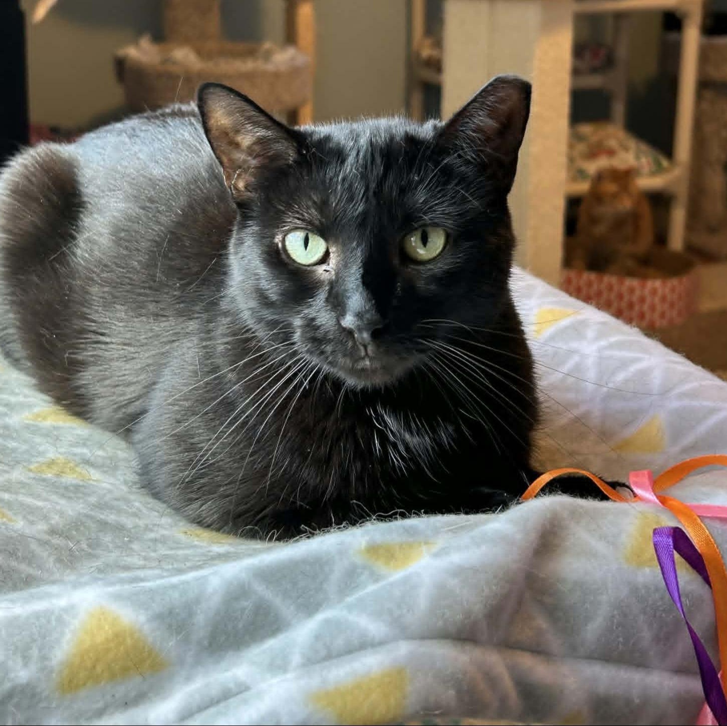Enlarge Lottie, a ADOPTABLE Domestic Short Hair in Rochester, NY image 1/6