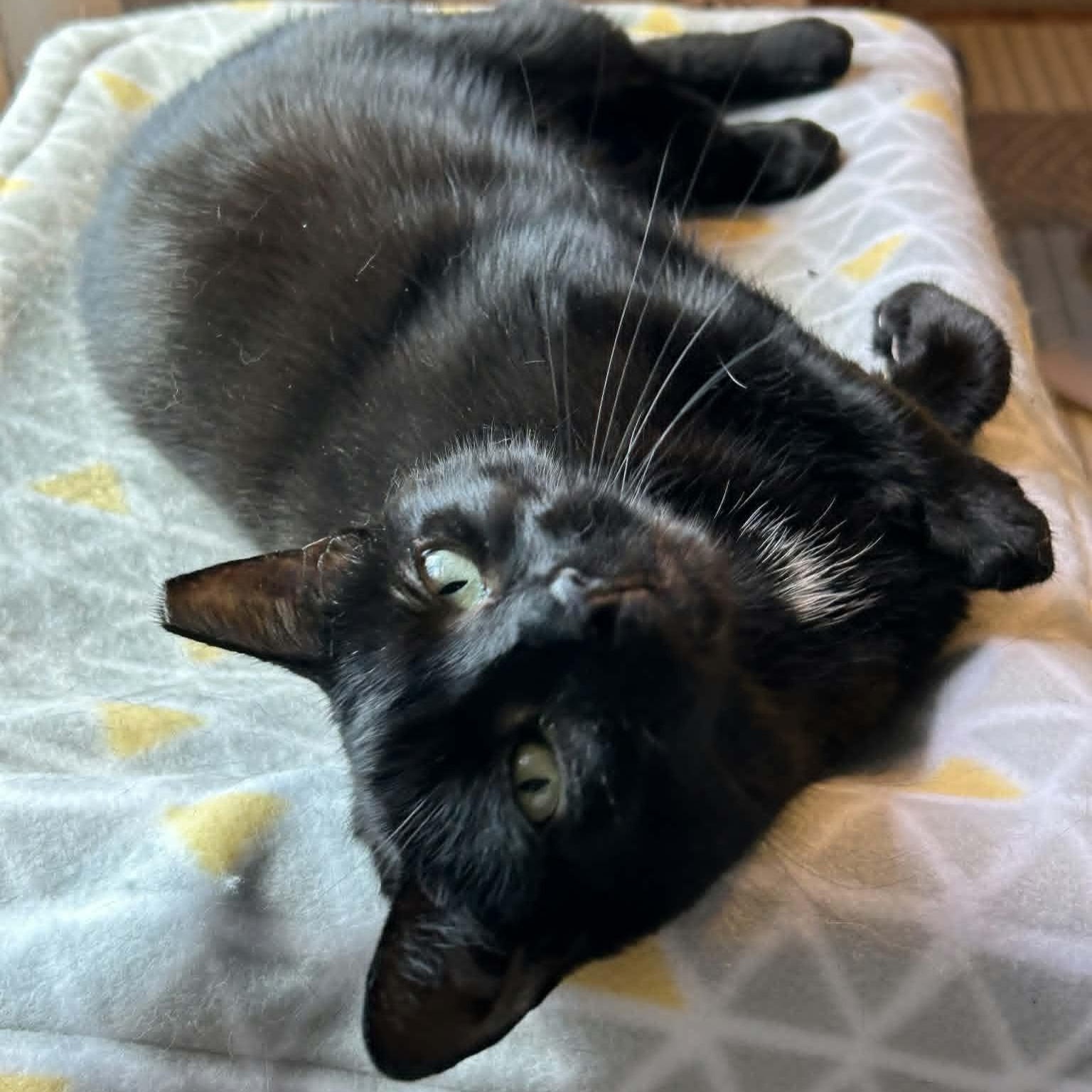 Enlarge Lottie, a ADOPTABLE Domestic Short Hair in Rochester, NY image 6/6