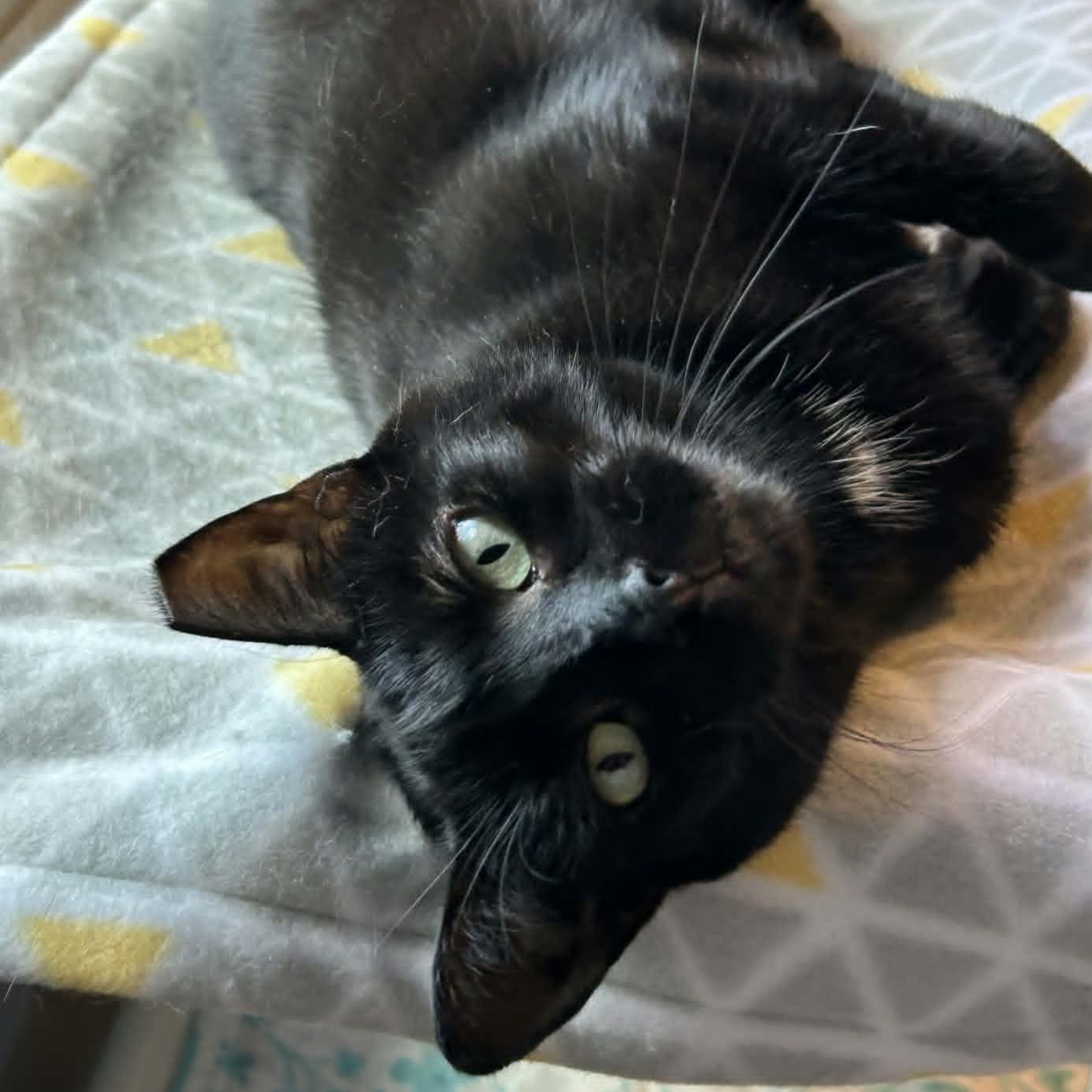 Enlarge Lottie, a ADOPTABLE Domestic Short Hair in Rochester, NY image 3/6