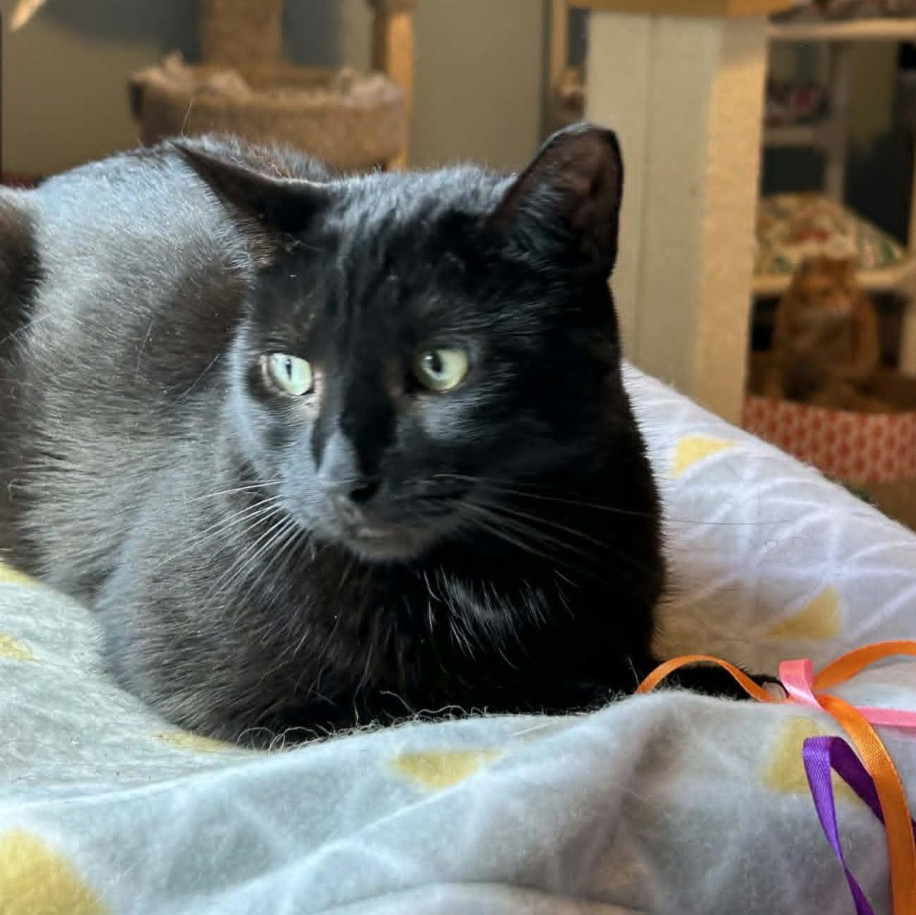 Enlarge Lottie, a ADOPTABLE Domestic Short Hair in Rochester, NY image 2/6