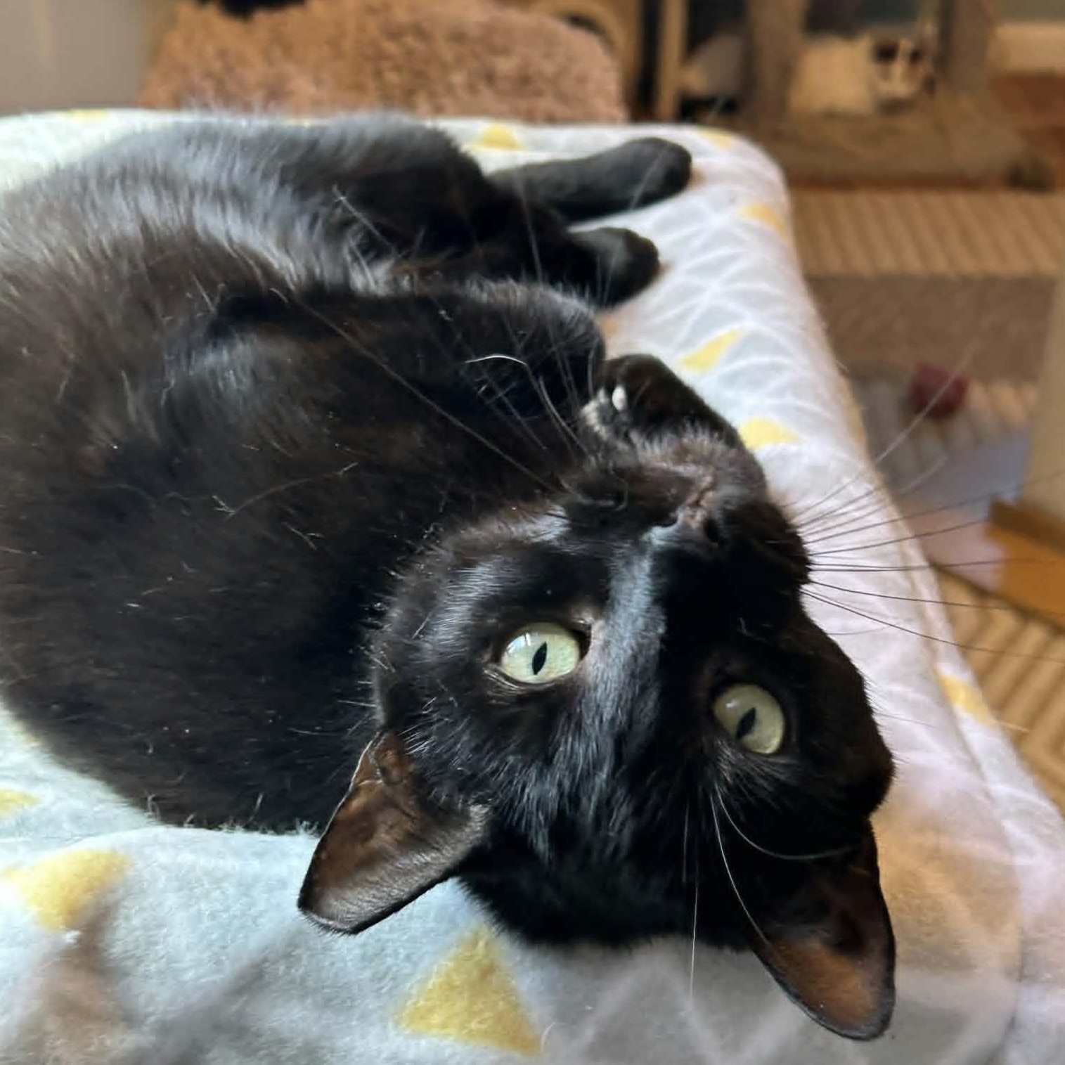 Enlarge Lottie, a ADOPTABLE Domestic Short Hair in Rochester, NY image 4/6