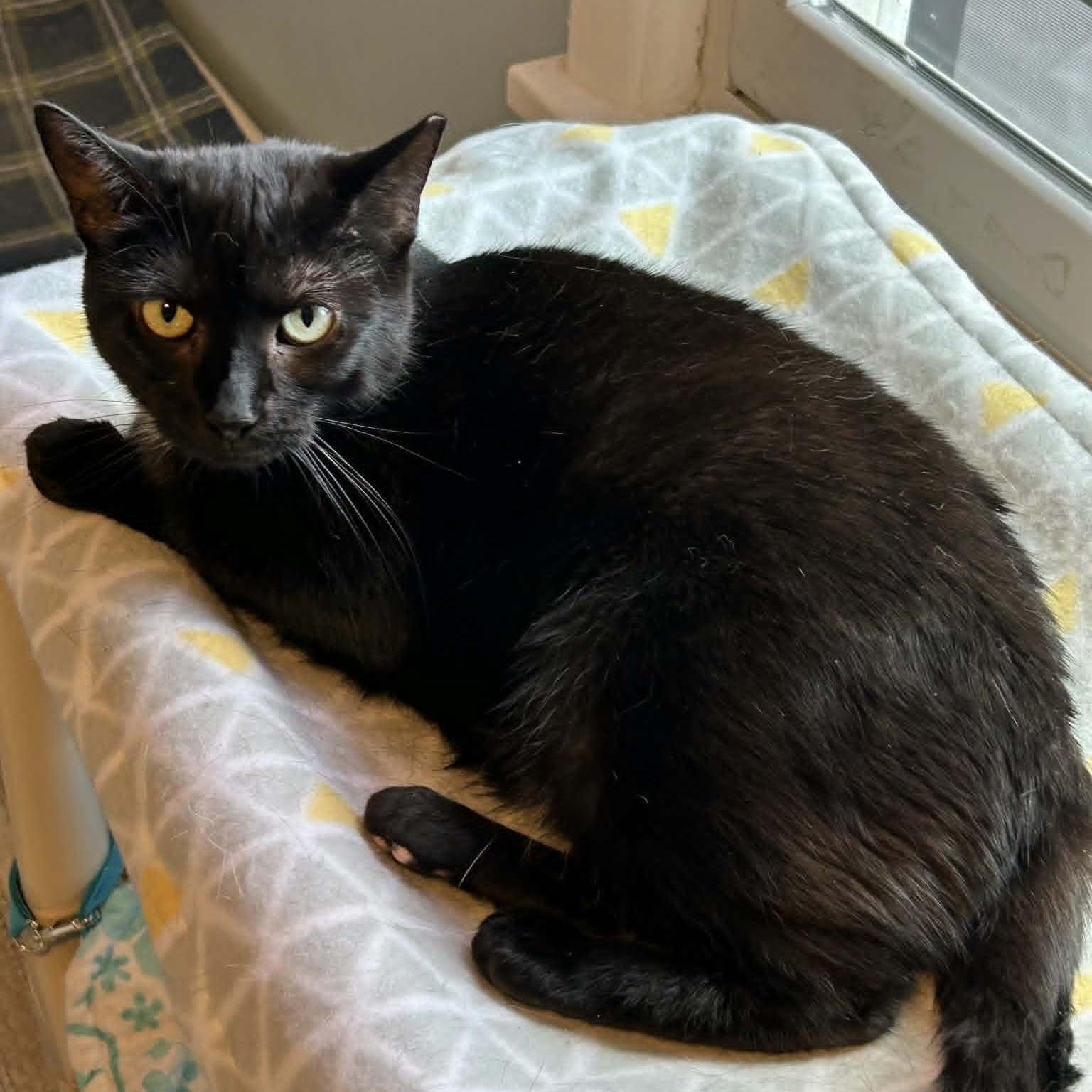 Enlarge Lottie, a ADOPTABLE Domestic Short Hair in Rochester, NY image 5/6