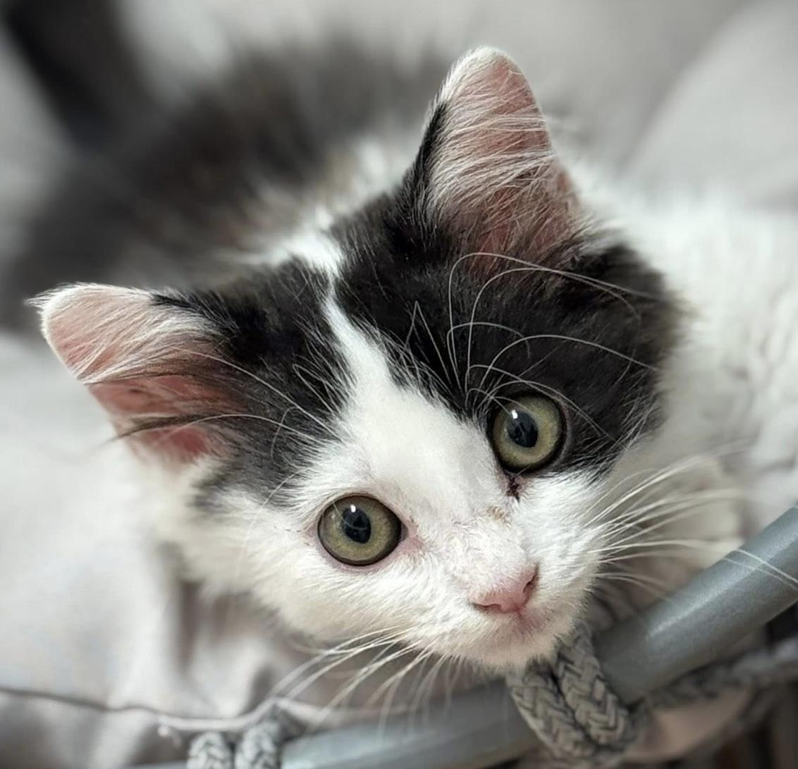 Samwise Domestic Medium Hair Cat