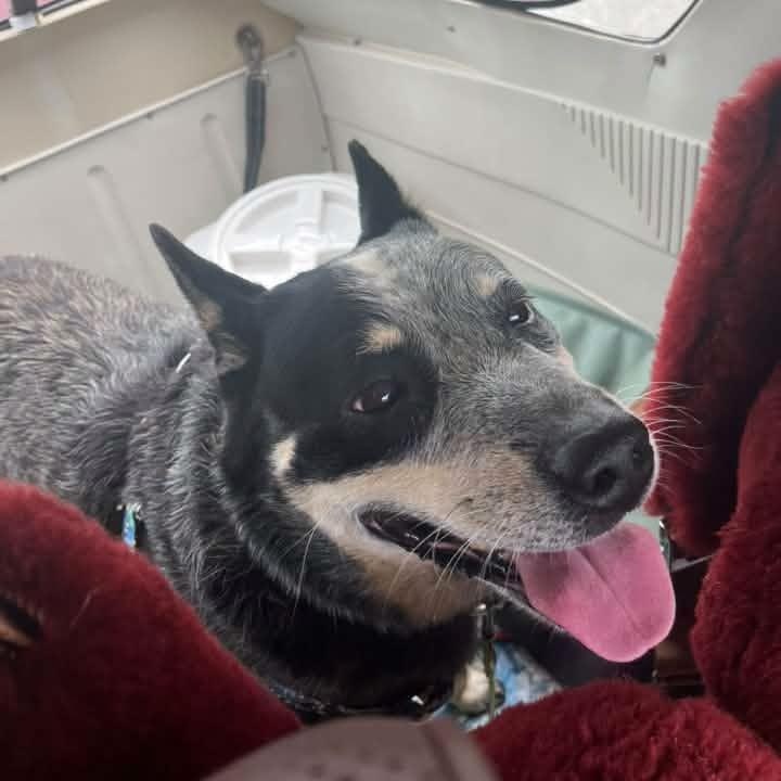 Enlarge Streak, a Adoptable Australian Cattle Dog / Blue Heeler in Nags Head , NC image 3/4