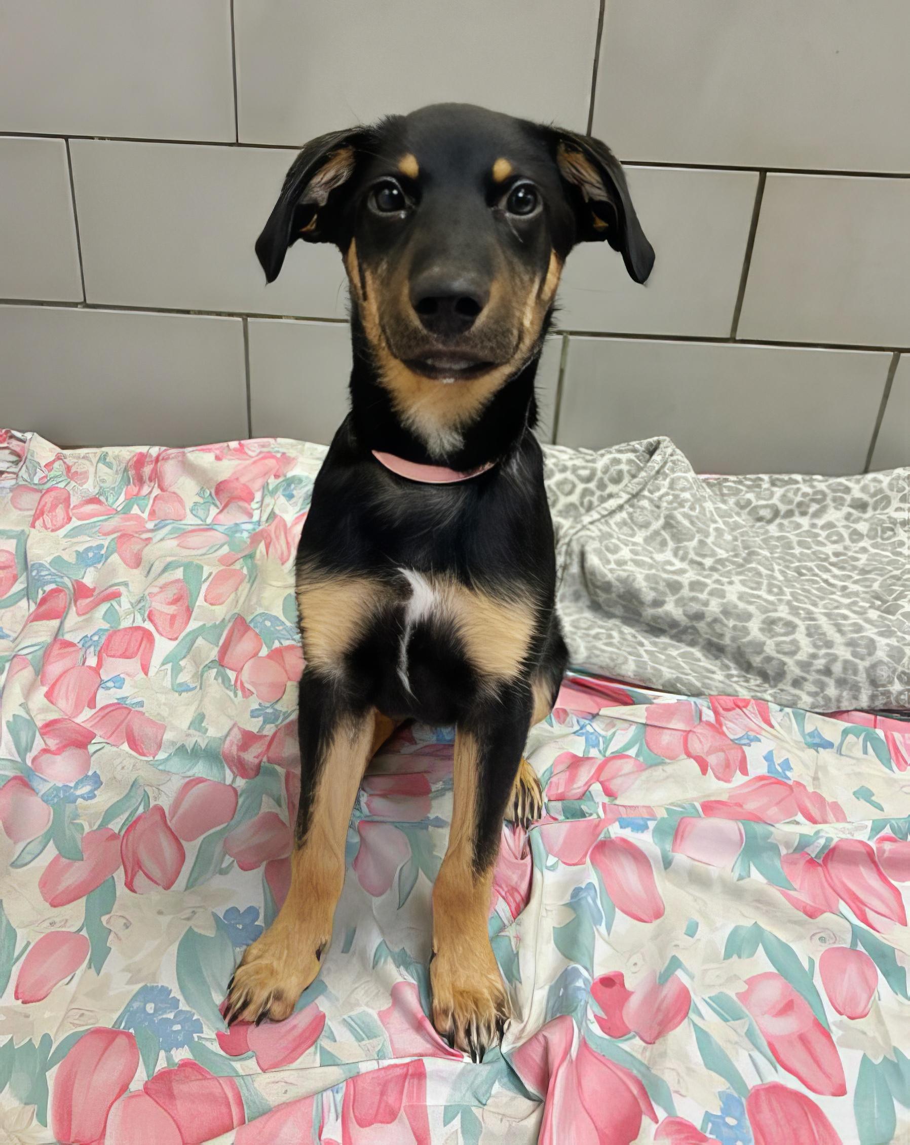 Pager, adopted, Puppy Male Mixed Breed.