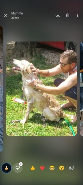 Harley, Adoptable, Adult Male Mixed Breed.