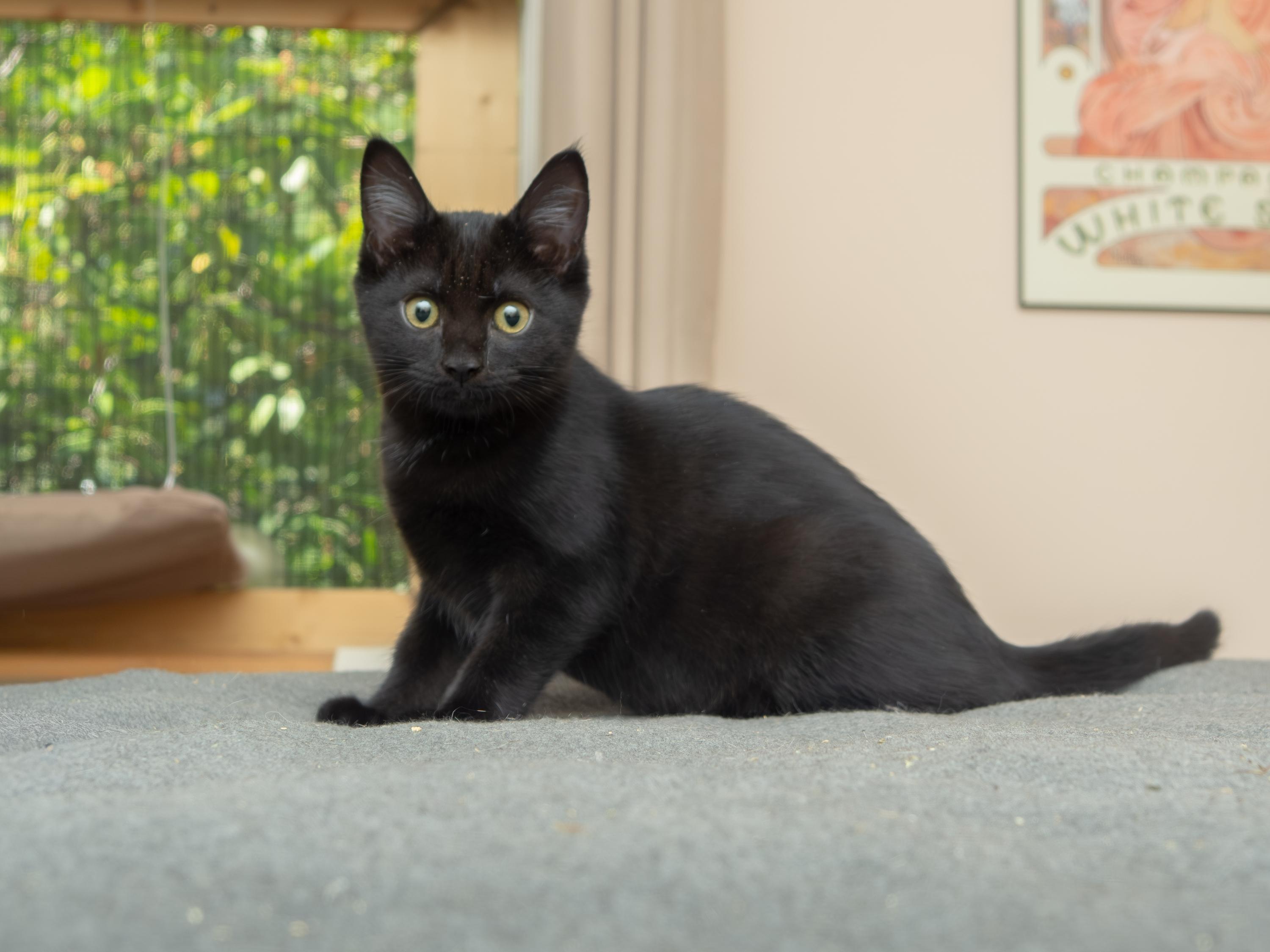 Mama Rosalina and Birdo, a Adoptable Domestic Short Hair in Seattle, WA image 3/6