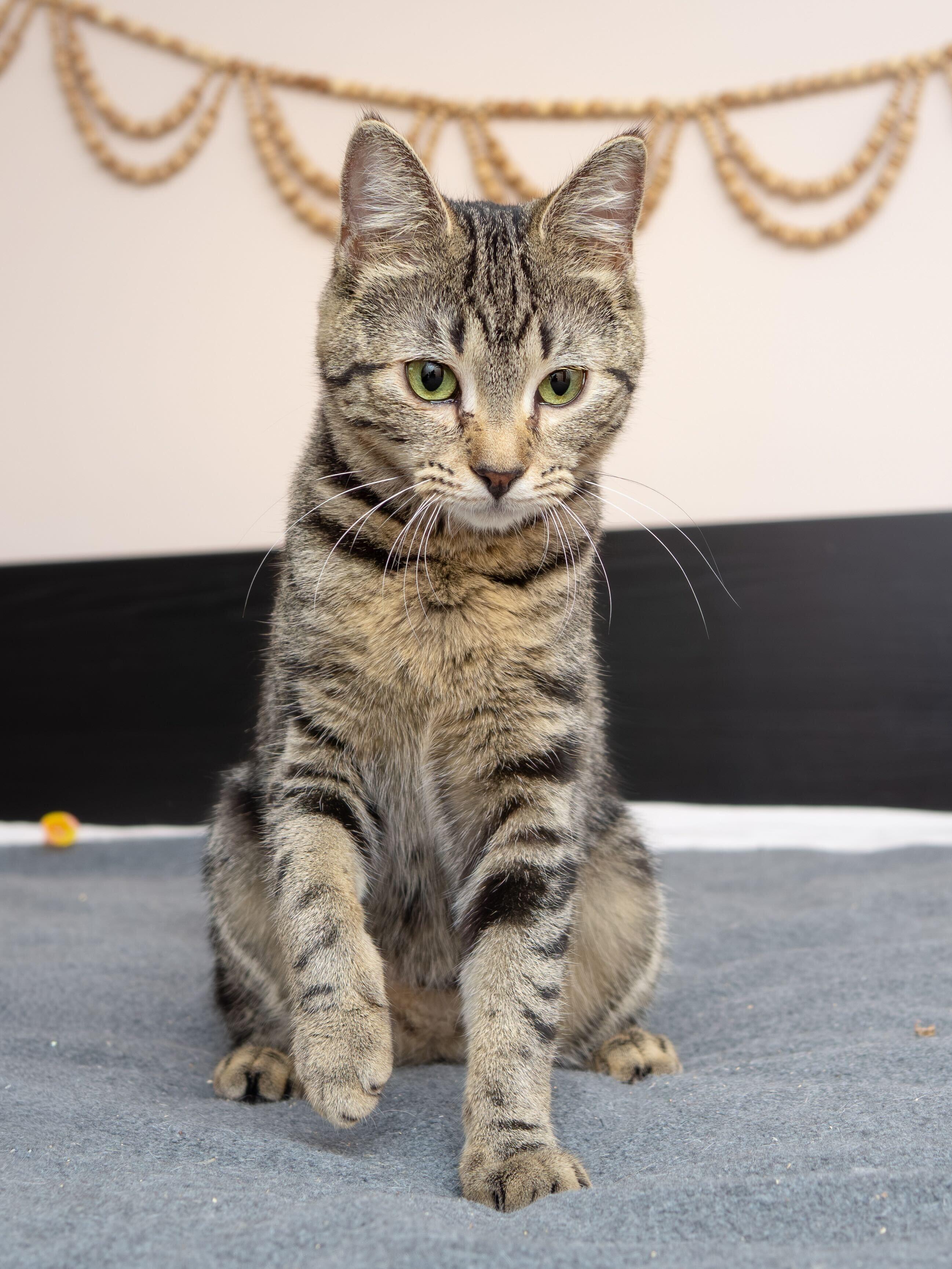 Mama Rosalina and Birdo, Adoptable, Young Female Domestic Short Hair.