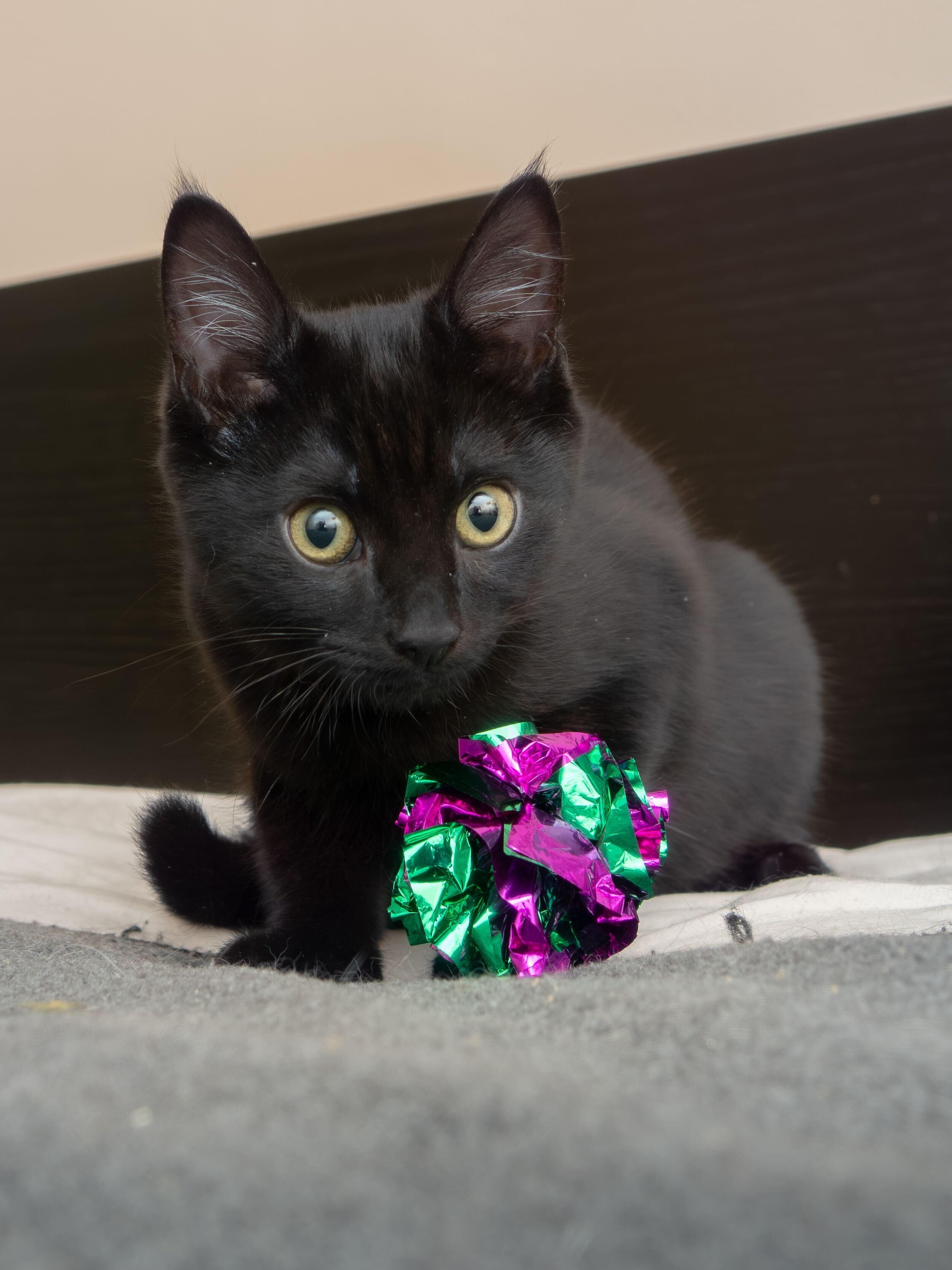 Mama Rosalina and Birdo, Adoptable, Young Female Domestic Short Hair.