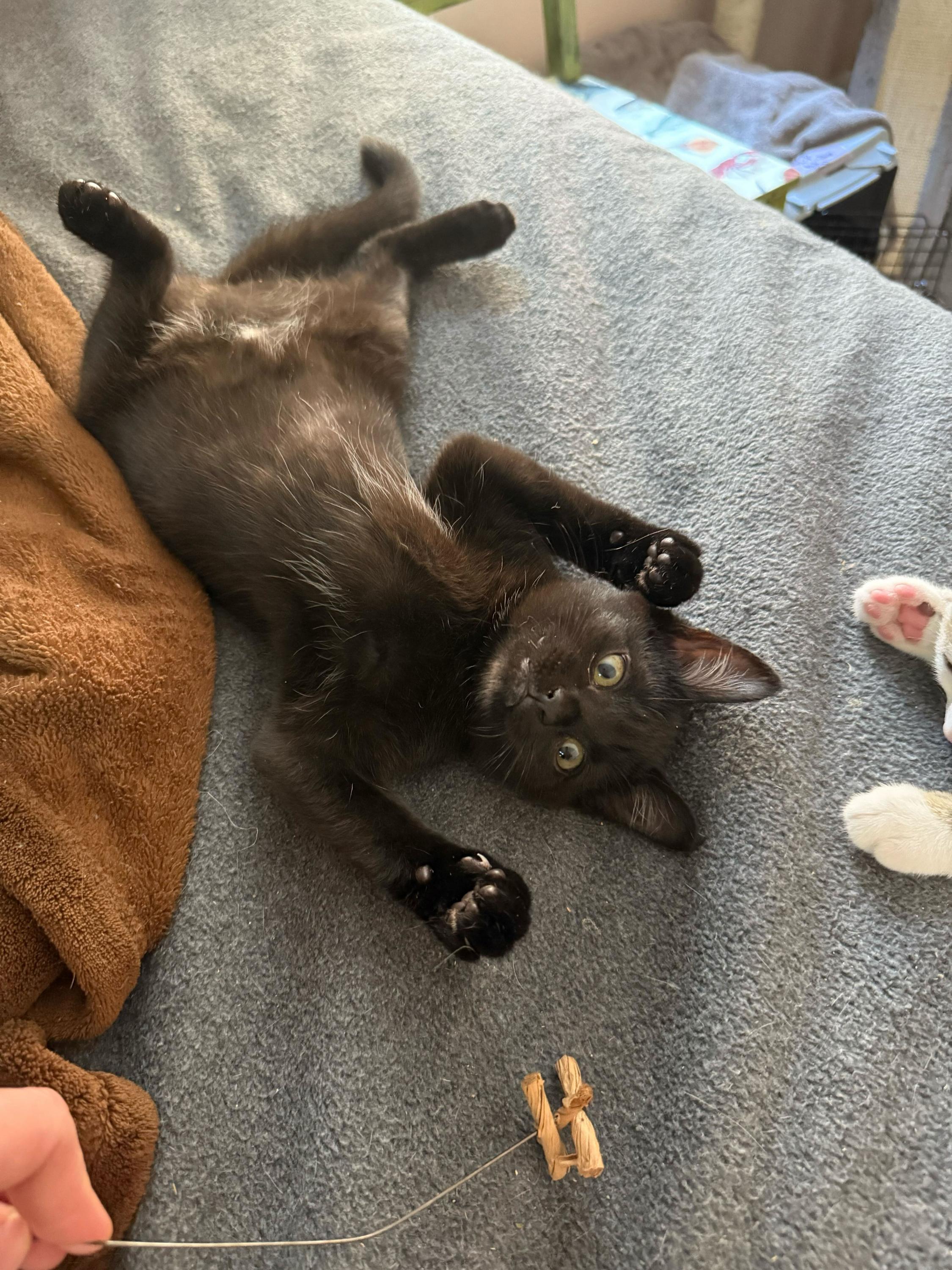 Mama Rosalina and Birdo, a Adoptable Domestic Short Hair in Seattle, WA image 5/6