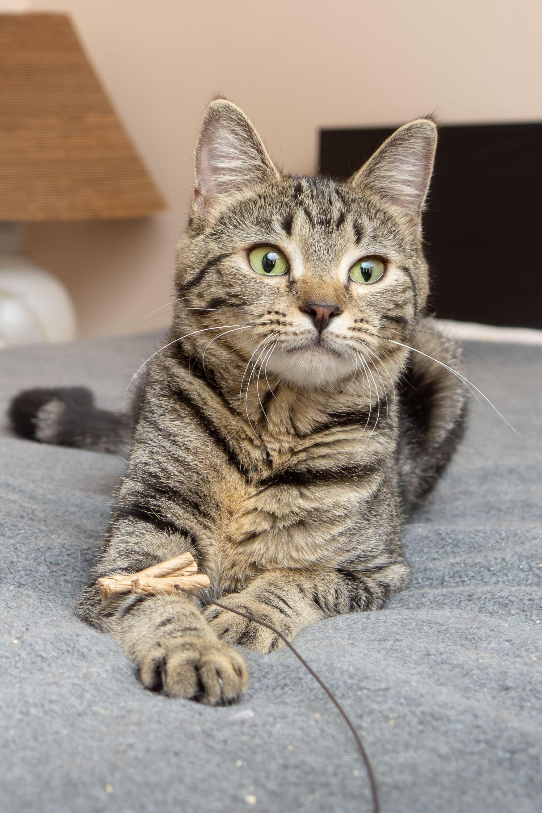 Mama Rosalina and Birdo, a Adoptable Domestic Short Hair in Seattle, WA image 2/6