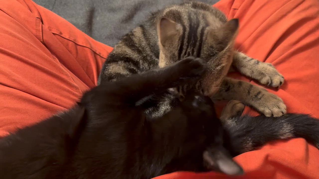 Enlarge Mama Rosalina and Birdo, a Adoptable Domestic Short Hair in Seattle, WA video 6/6