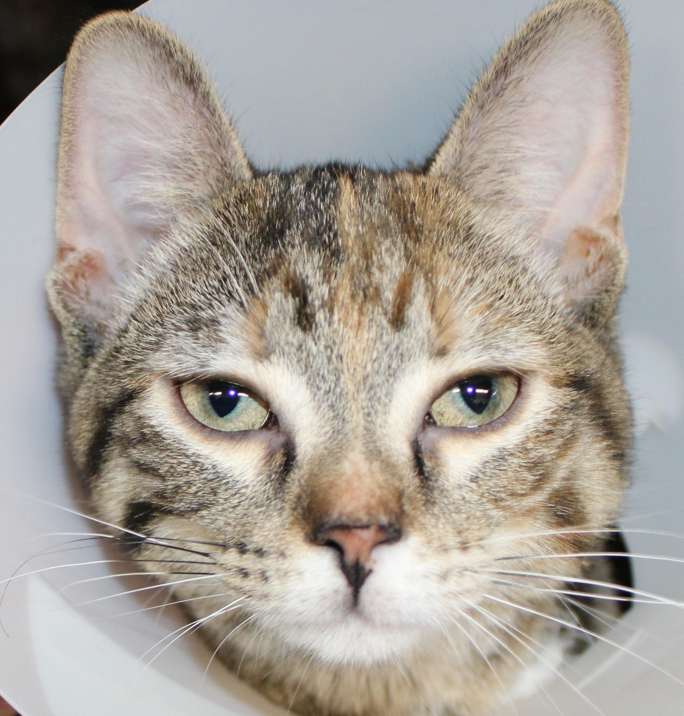 Paris, Young Female Domestic Short Hair