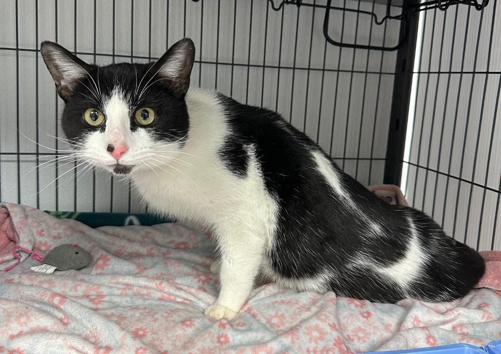 Frogger, Adoptable, Young Male Domestic Short Hair.