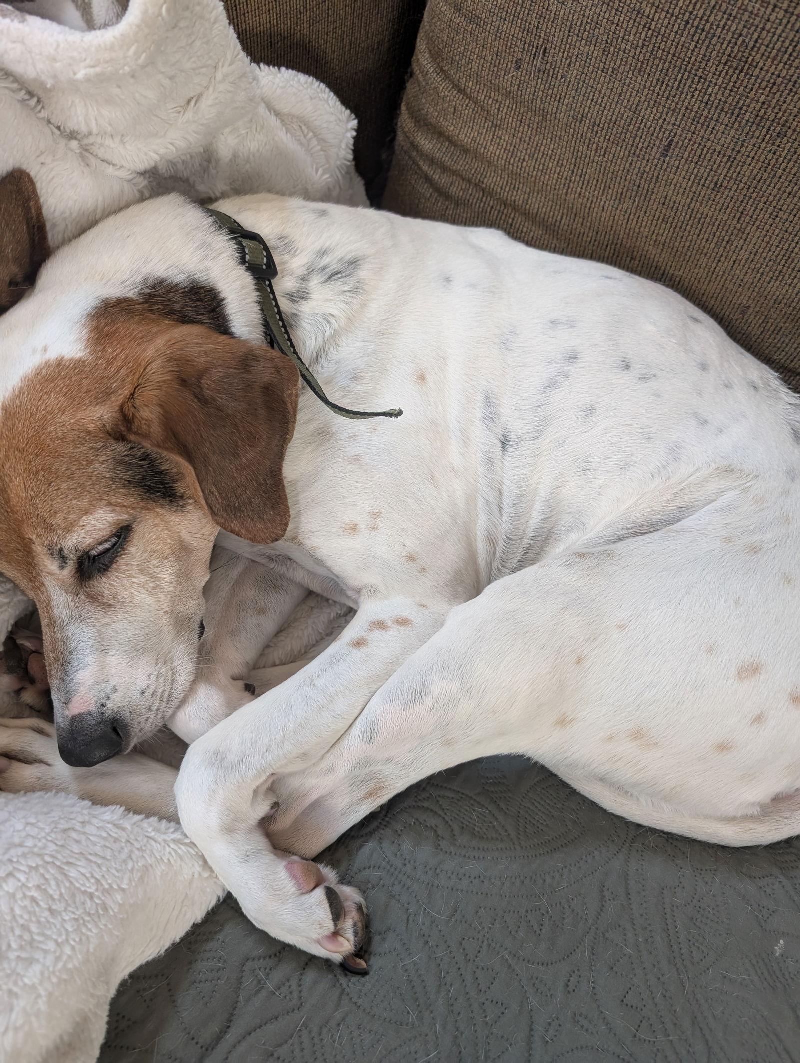 Jack (Courtesy), Adoptable, Adult Male Foxhound.